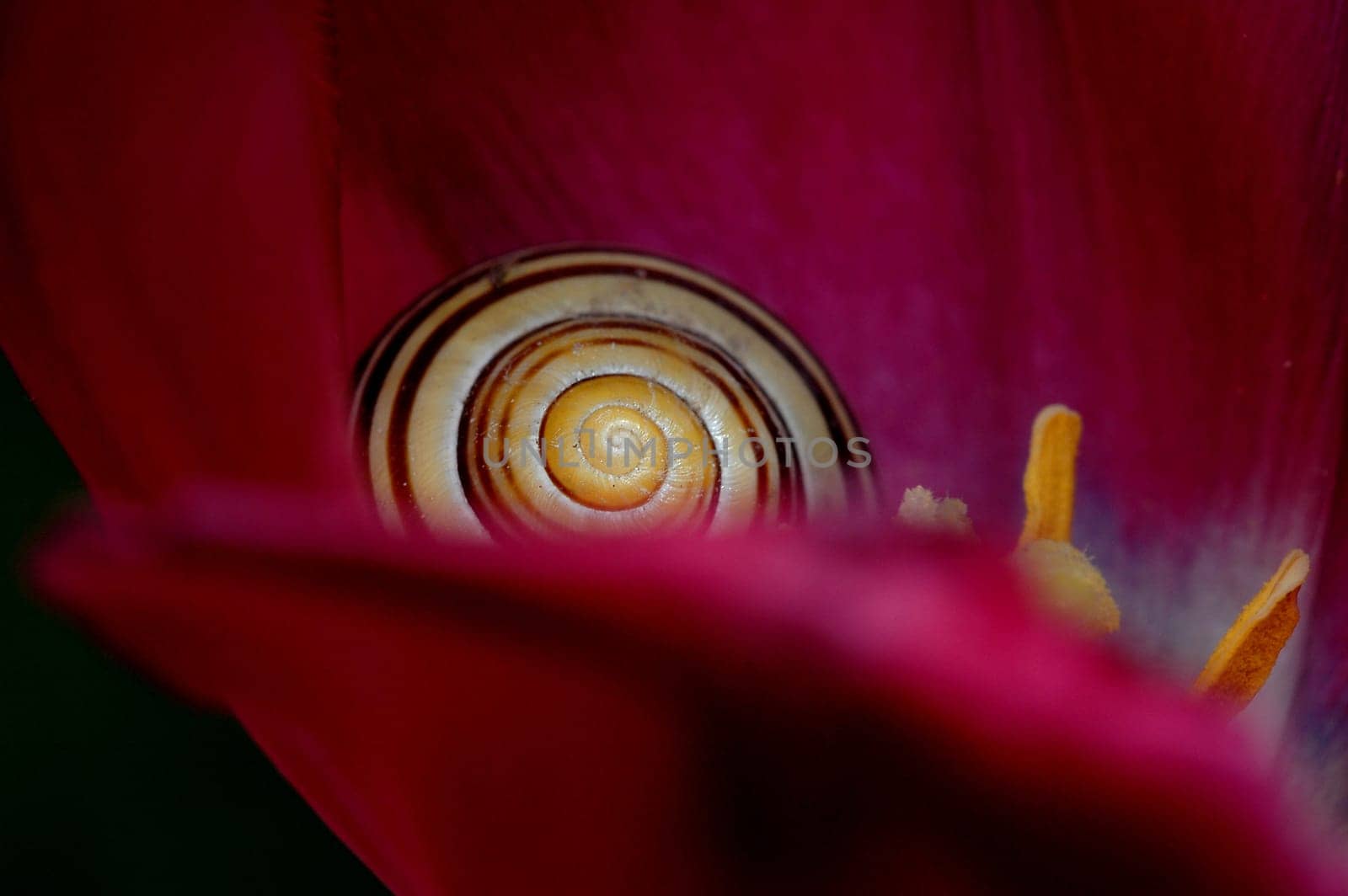 hidden snail