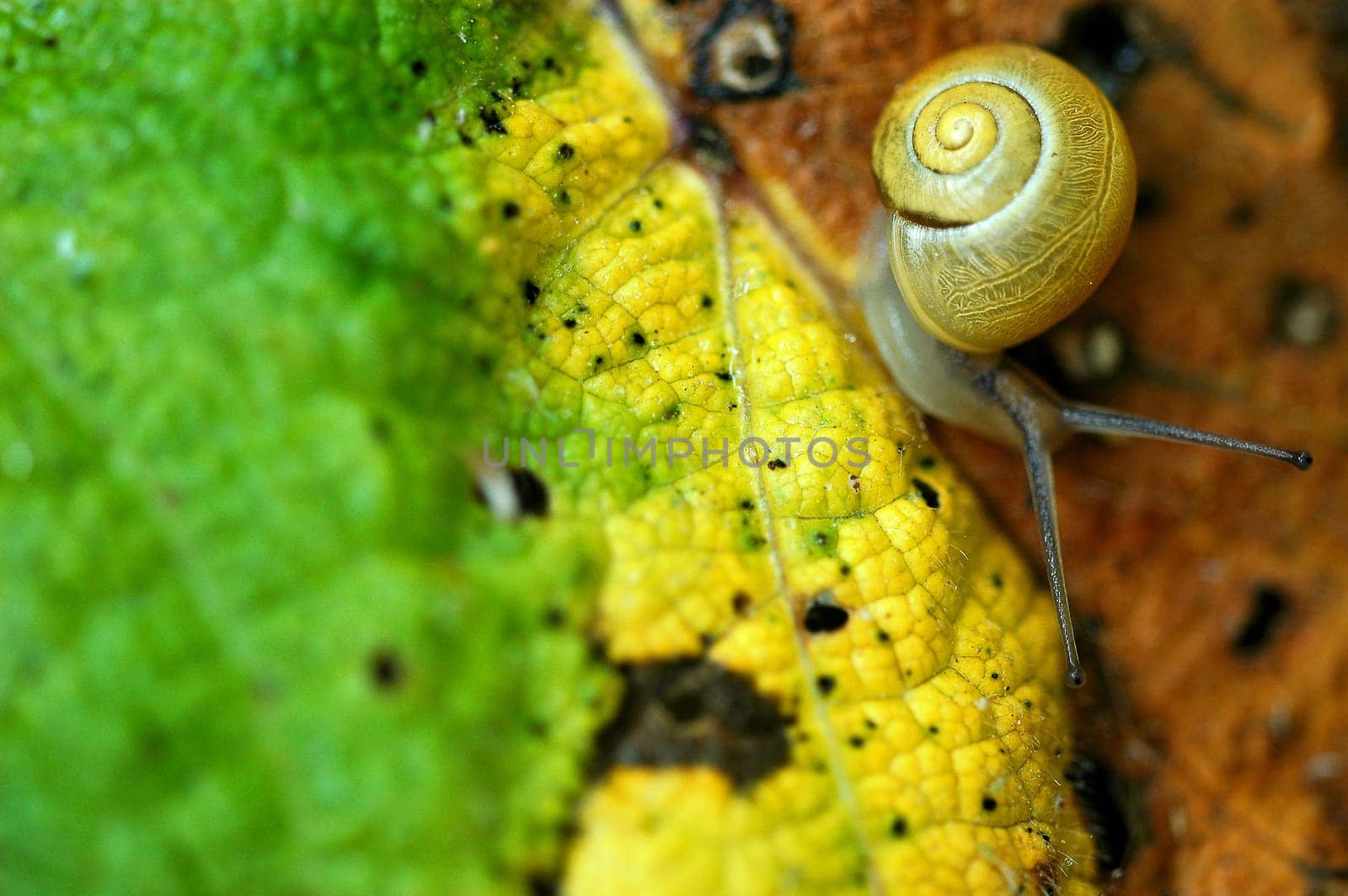 Snail