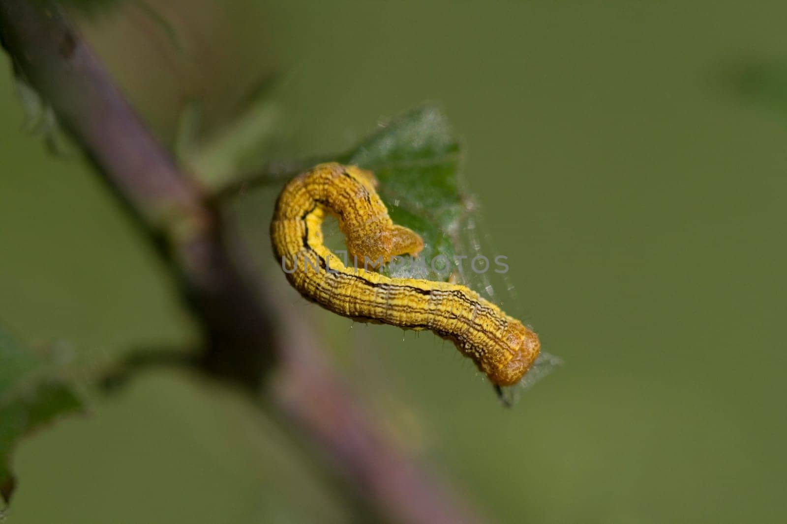 Does anyone know this caterpillar? Found them in larger numbers on a hawthorn and the neighboring oak tree.