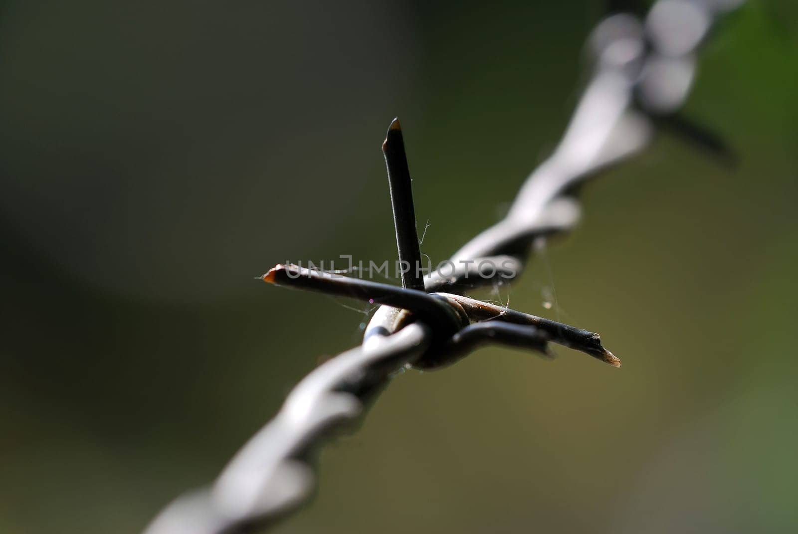 Barbed wire
