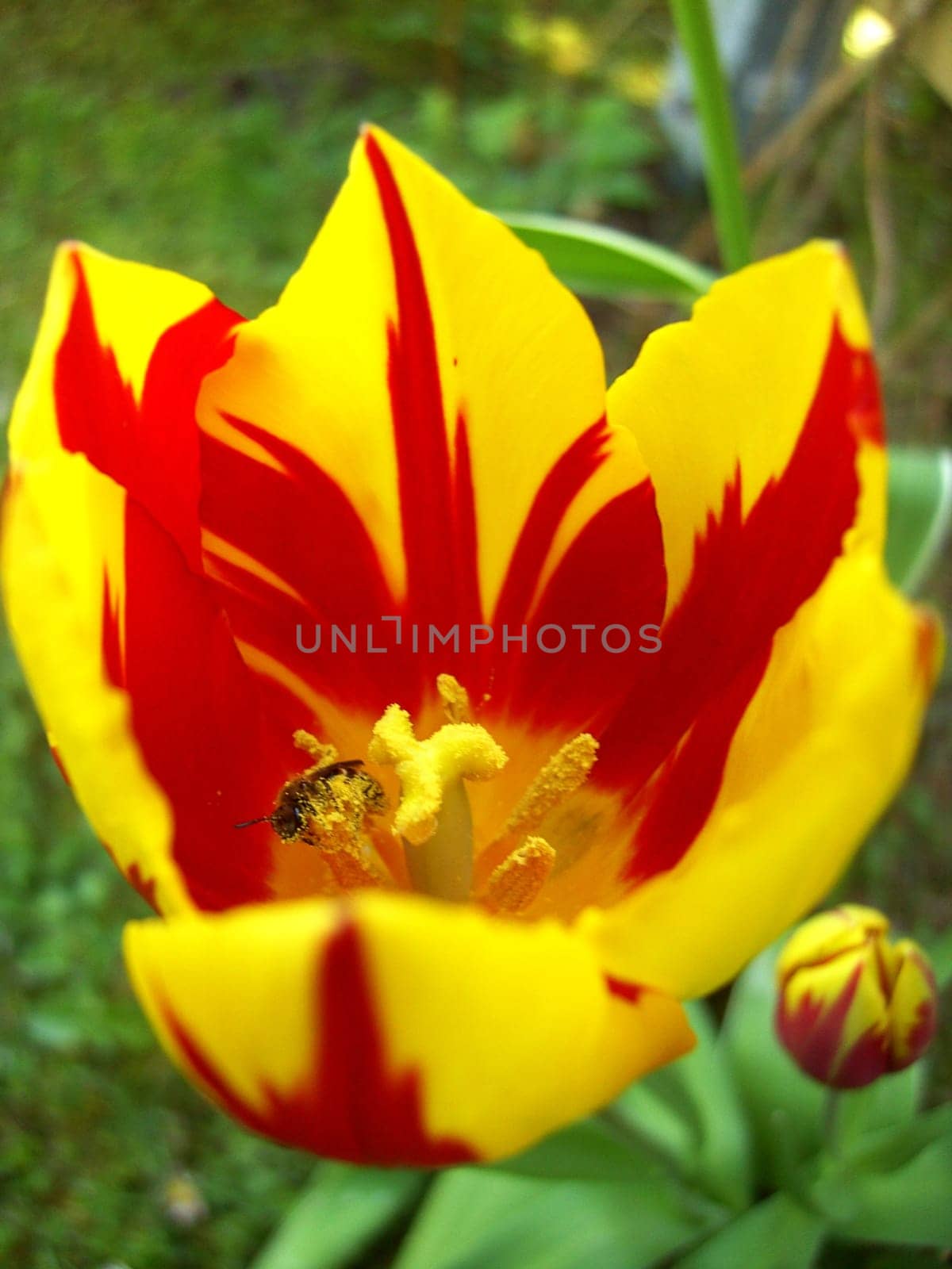 Tulip 11
