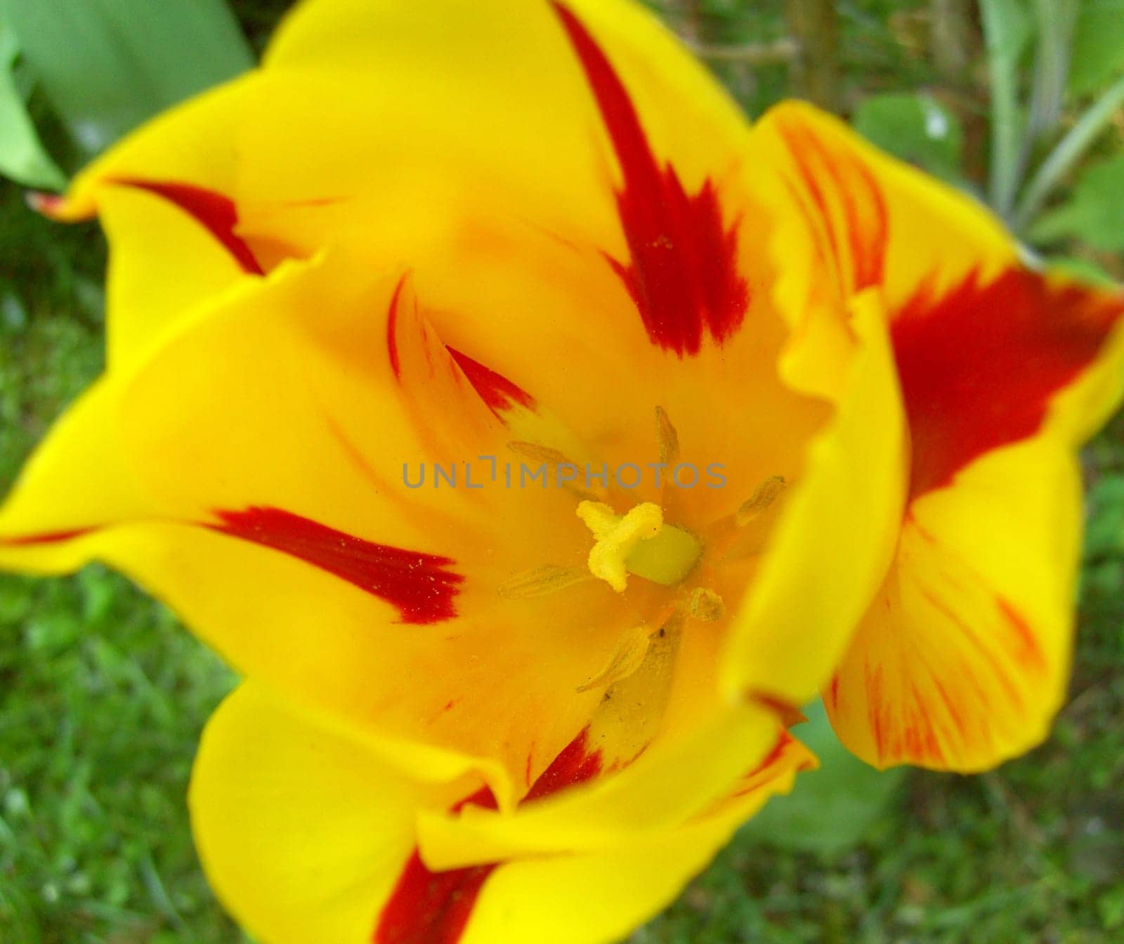 Tulip 13