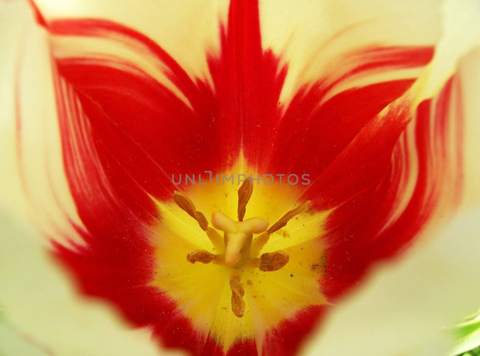 Tulip 17