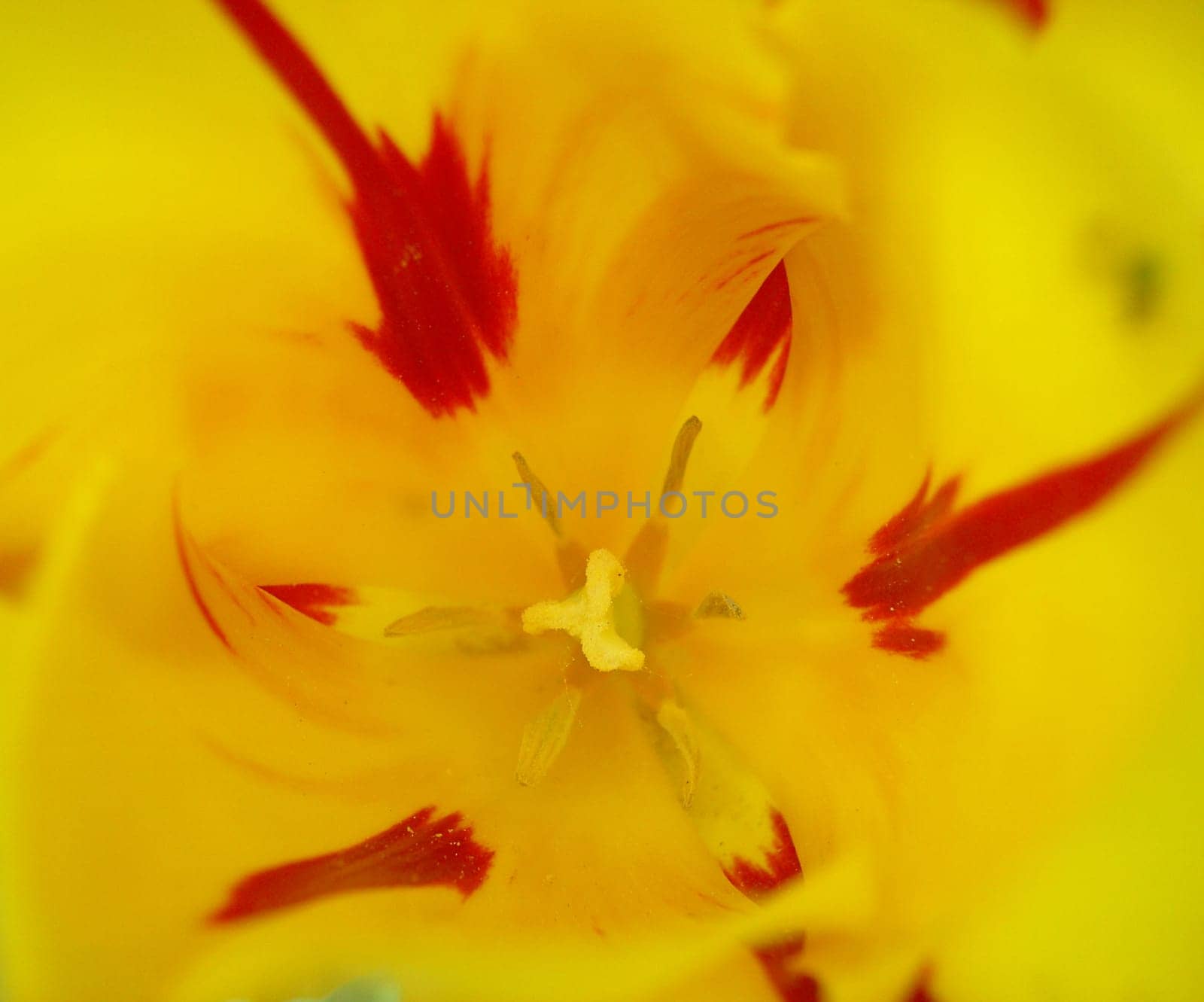 Tulip 12