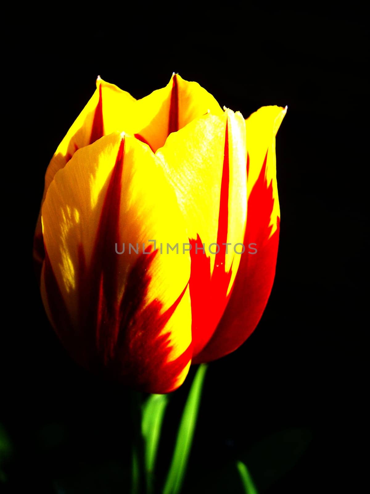 Tulip 14