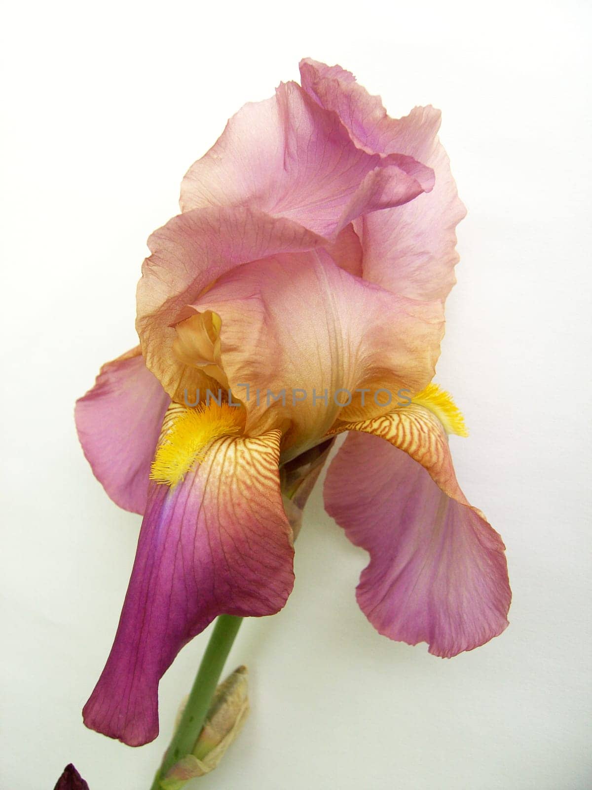 Iris 01