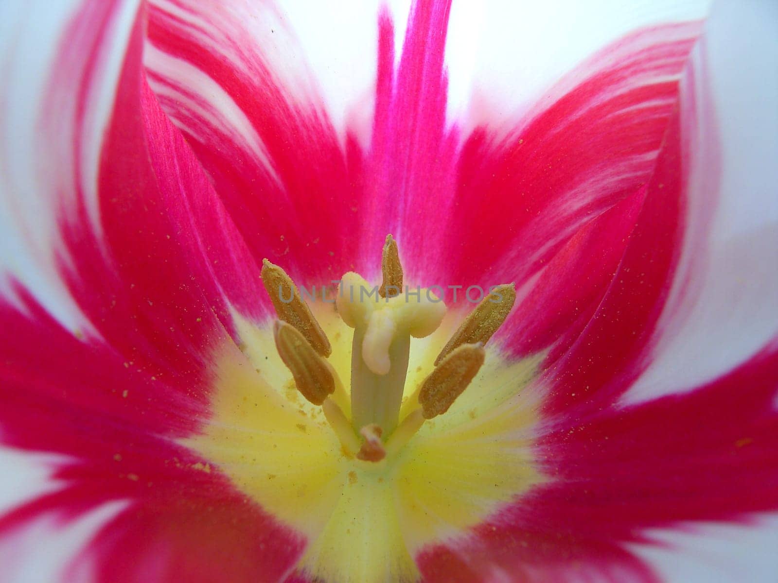 Tulip 09