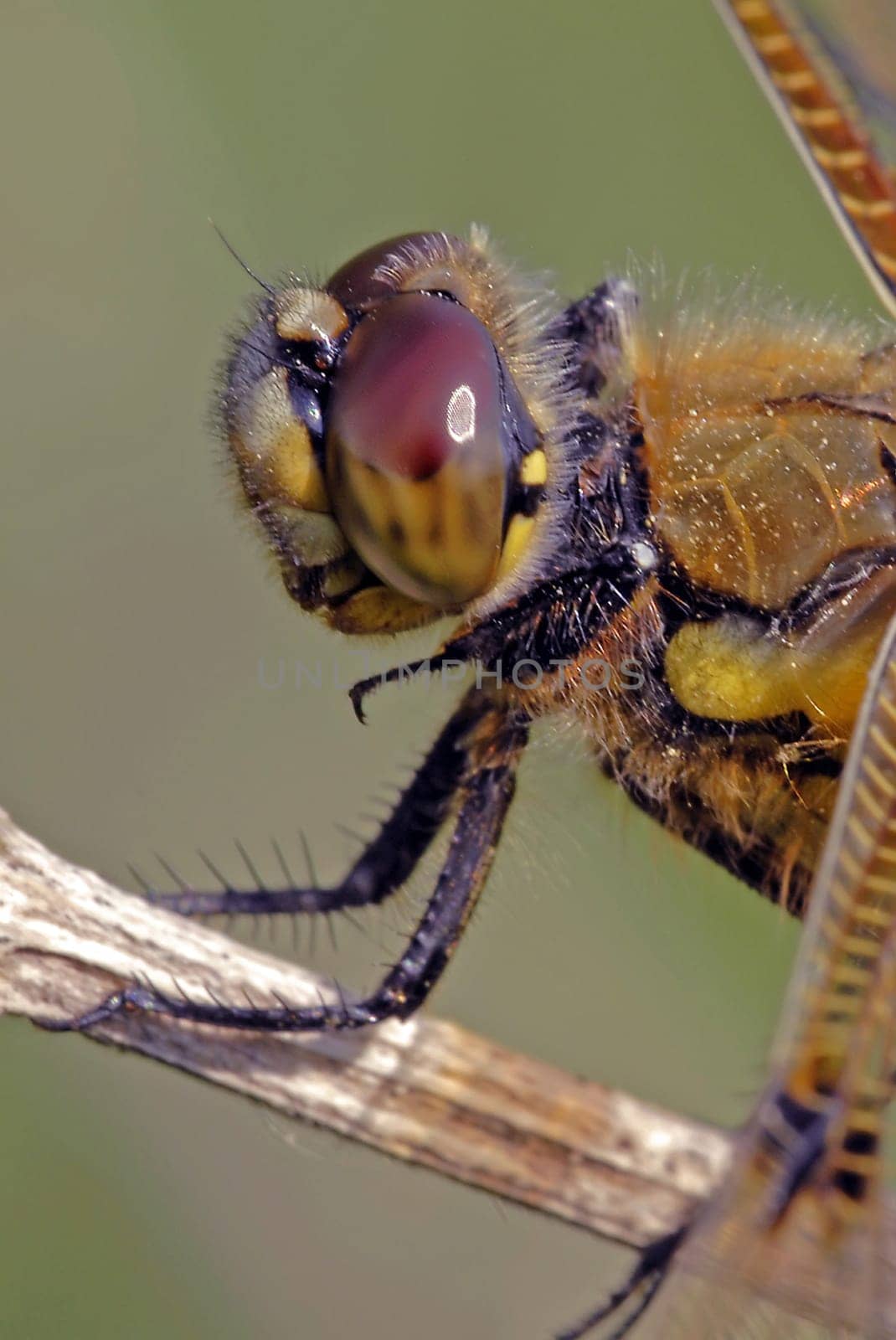 The four-spotted dragonfly (Libellula quadrimaculata),which belongs to the family Libellulidae,has a body length of four to five centimeters. They can reach a wingspan of up to 9 centimeters. The name comes from the