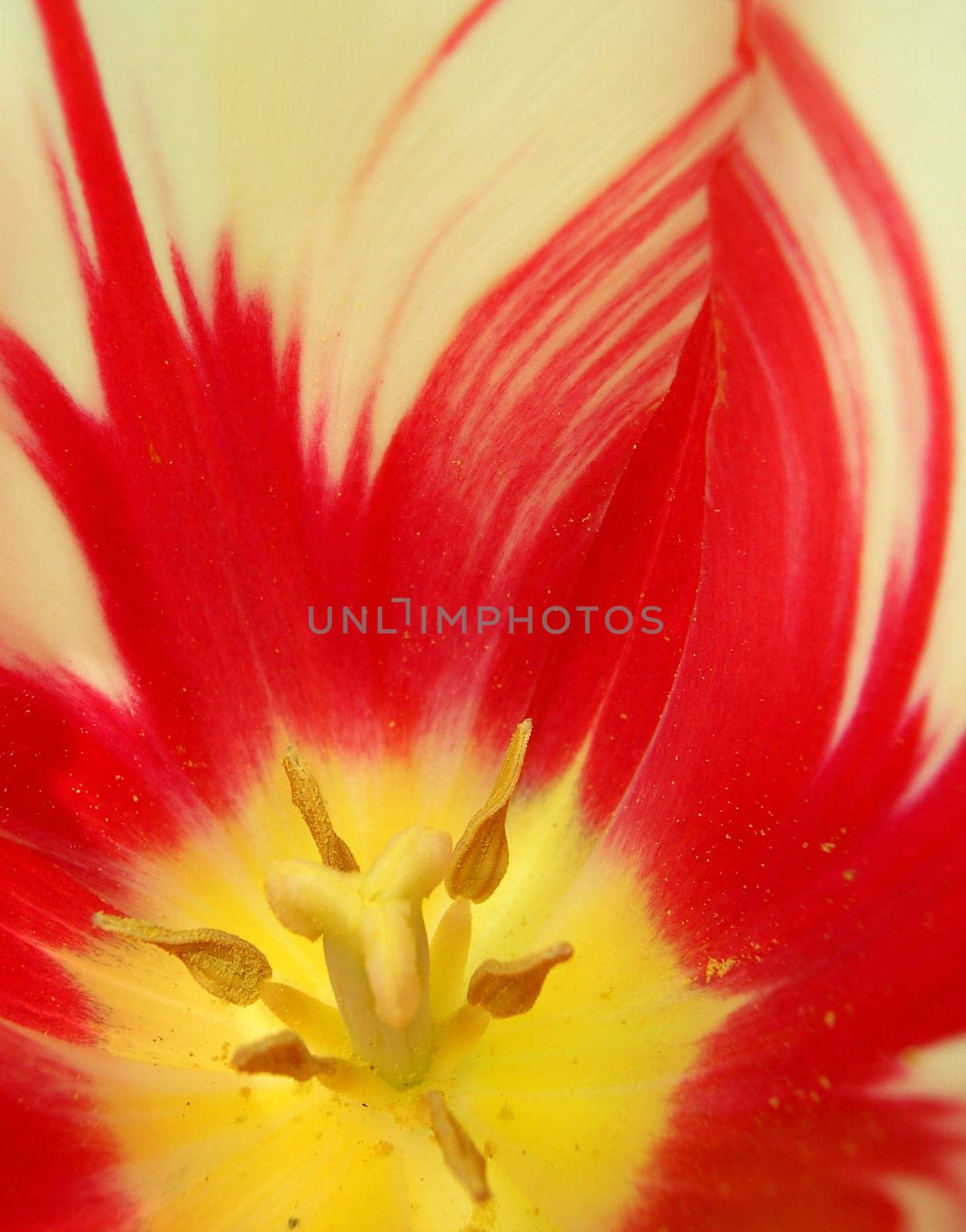 Tulip 08