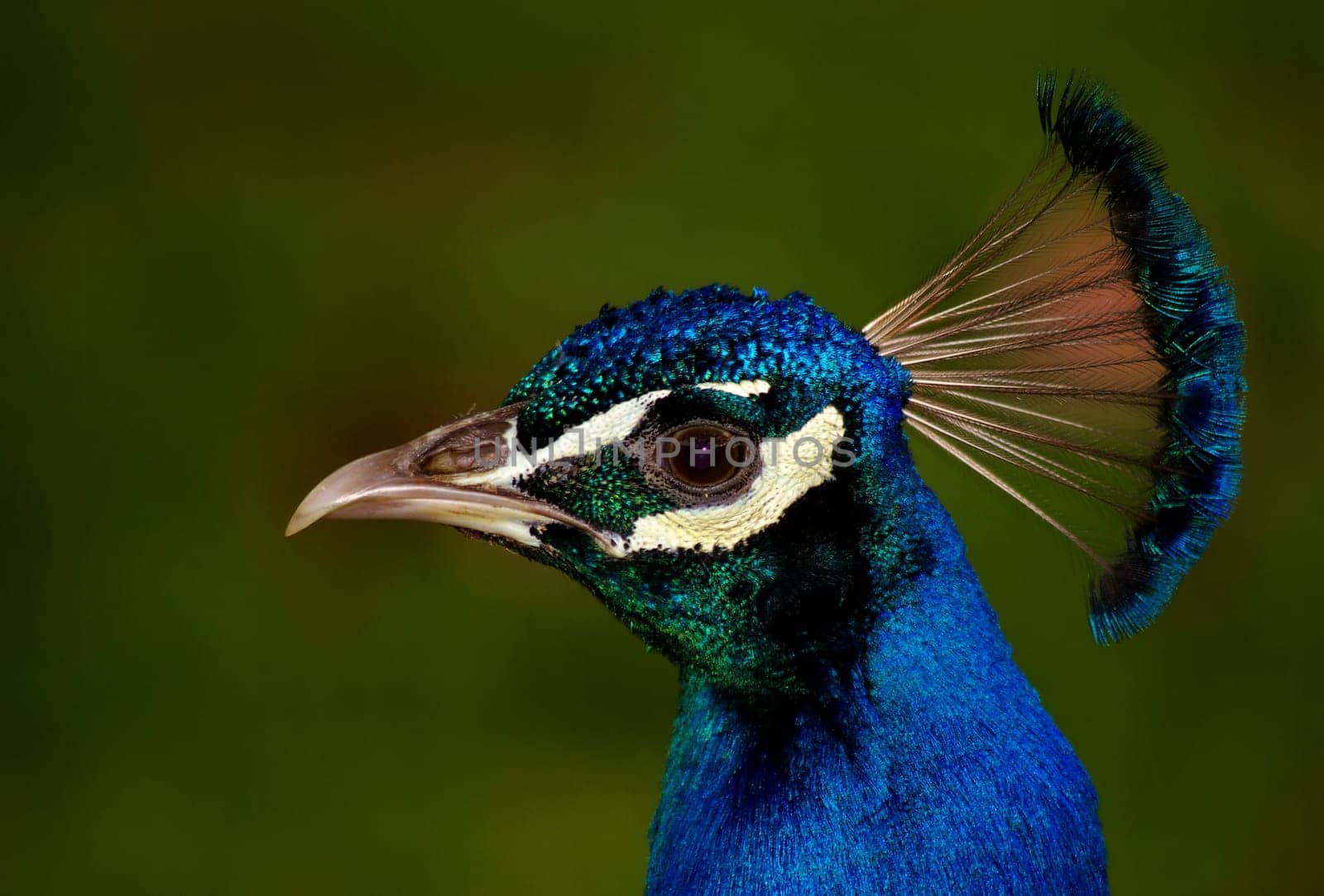 Pavo cristatus