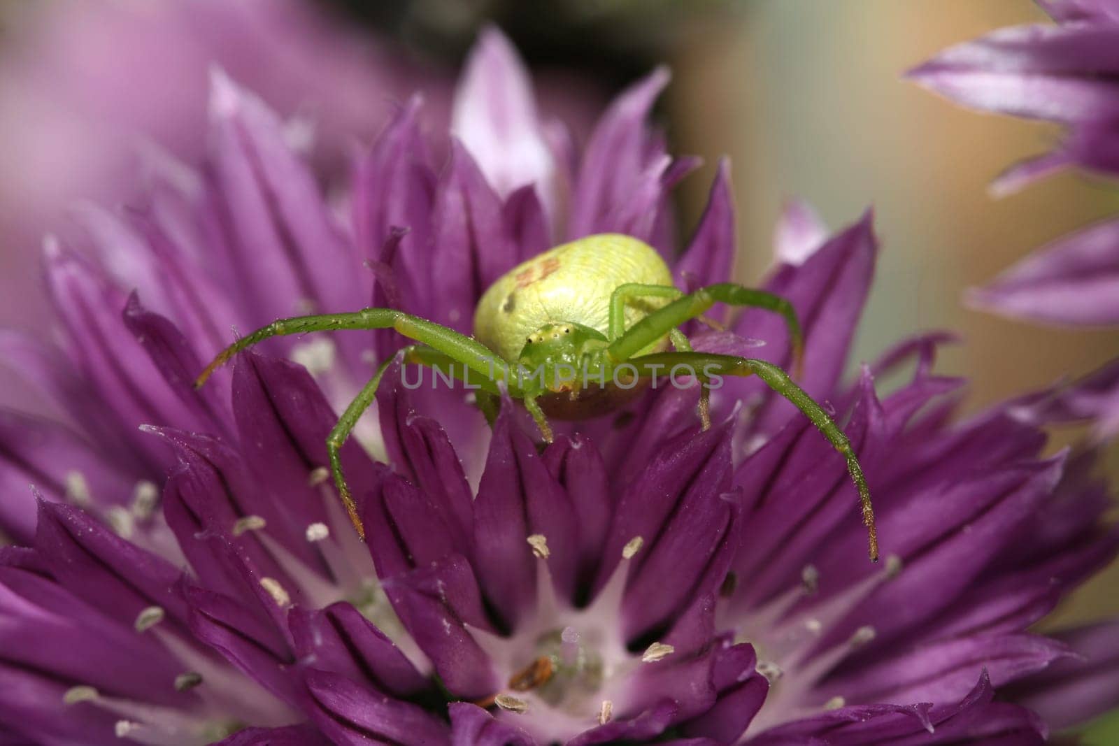 Crab spider on chives