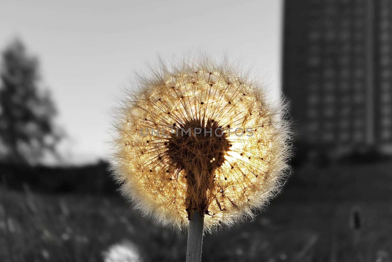 and again a dandelion :-)