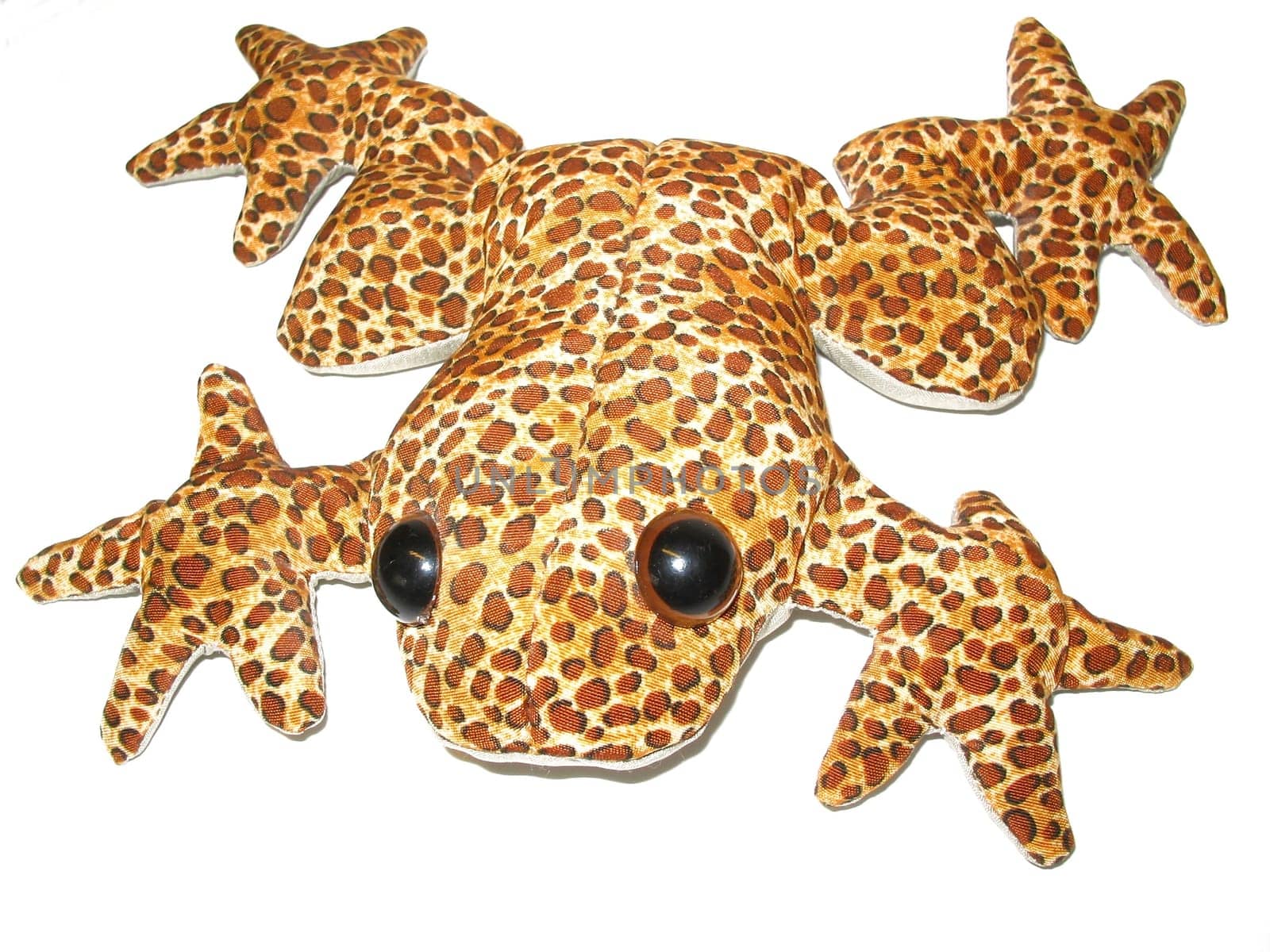 Friendly Frog