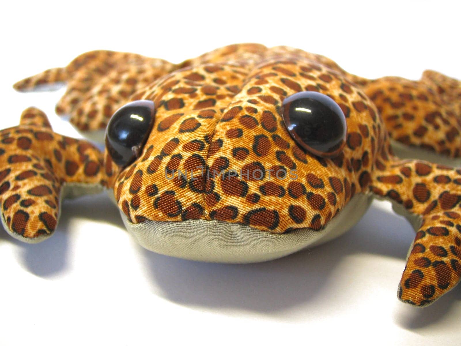Beanie Frog