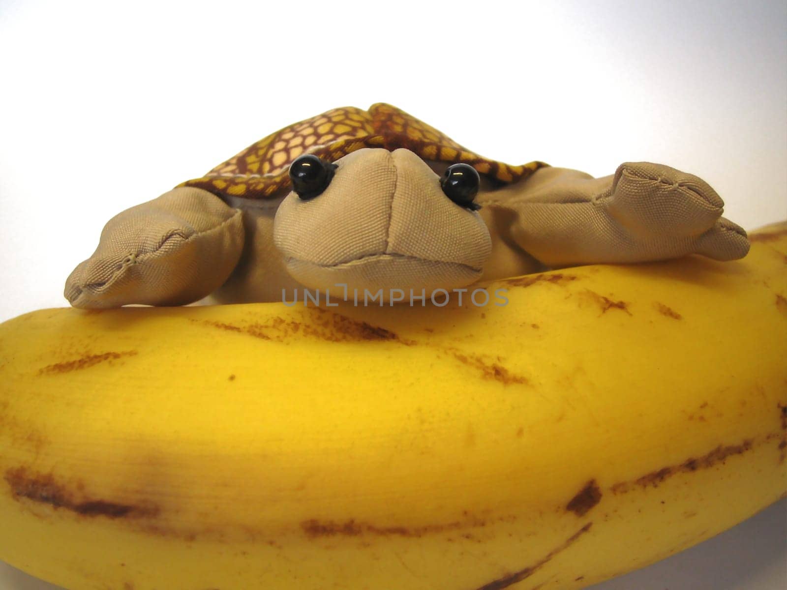turtle with banana