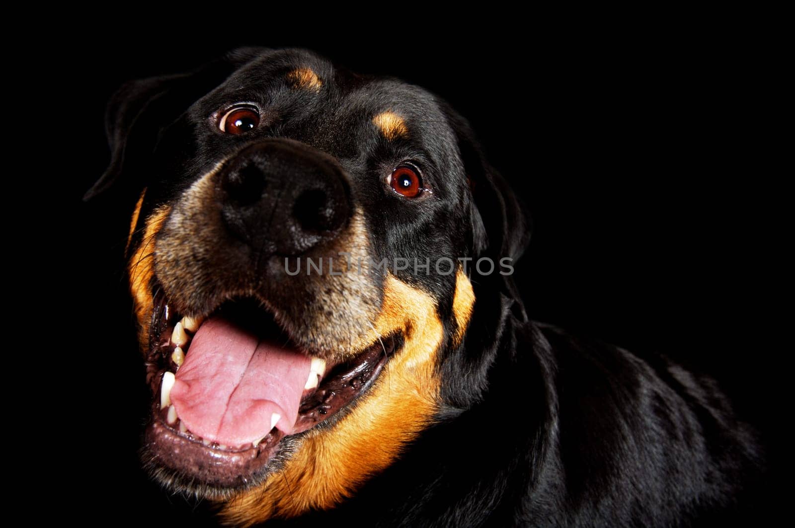 Pant