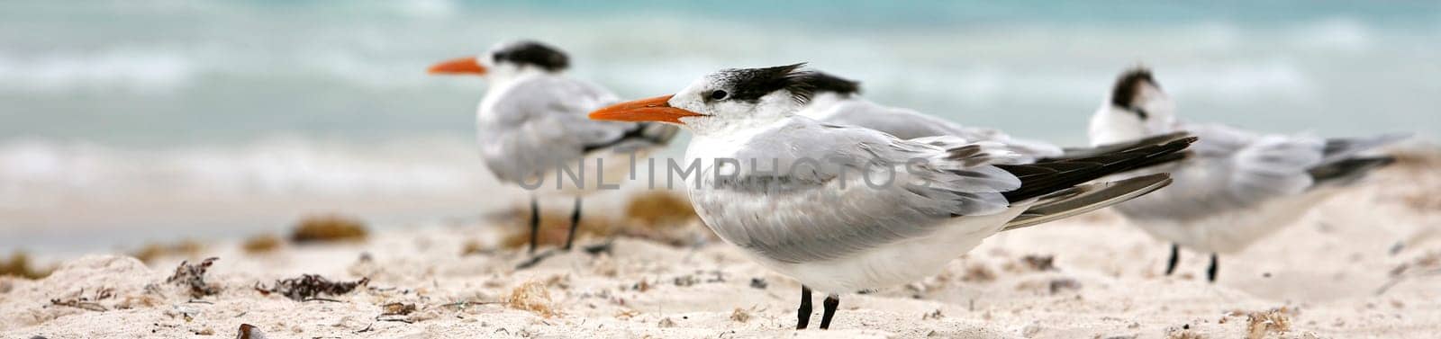caribbean seagulls