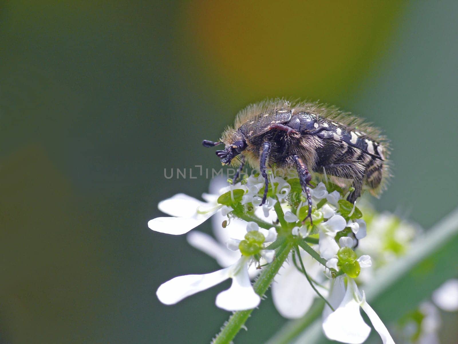 Mourning rose beetle (Oxythyrea funesta). The picture was taken at the beginning of April in southern Tuscany (Maremma Nature Park)