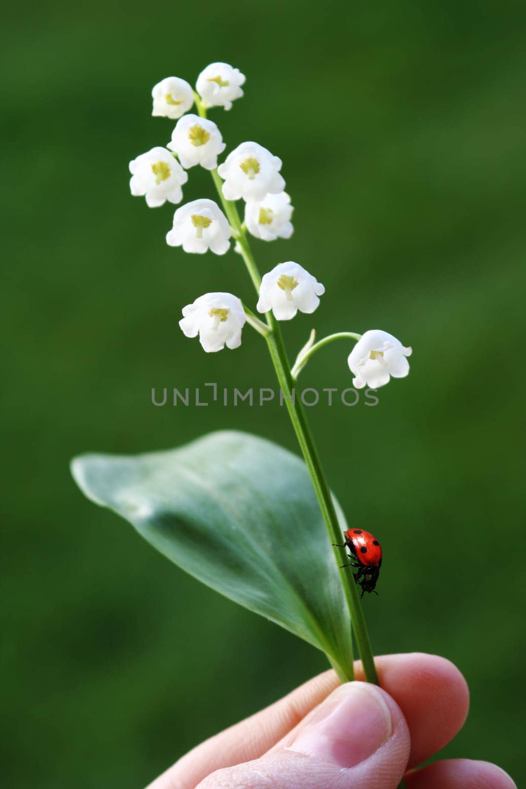 "Give me a little flower,gladly accept it from you, because you can often say some things better with small things. Take this little flower that you have chosen yourself, feel what it means to you to give them and that's what counts. Behold the kle"
