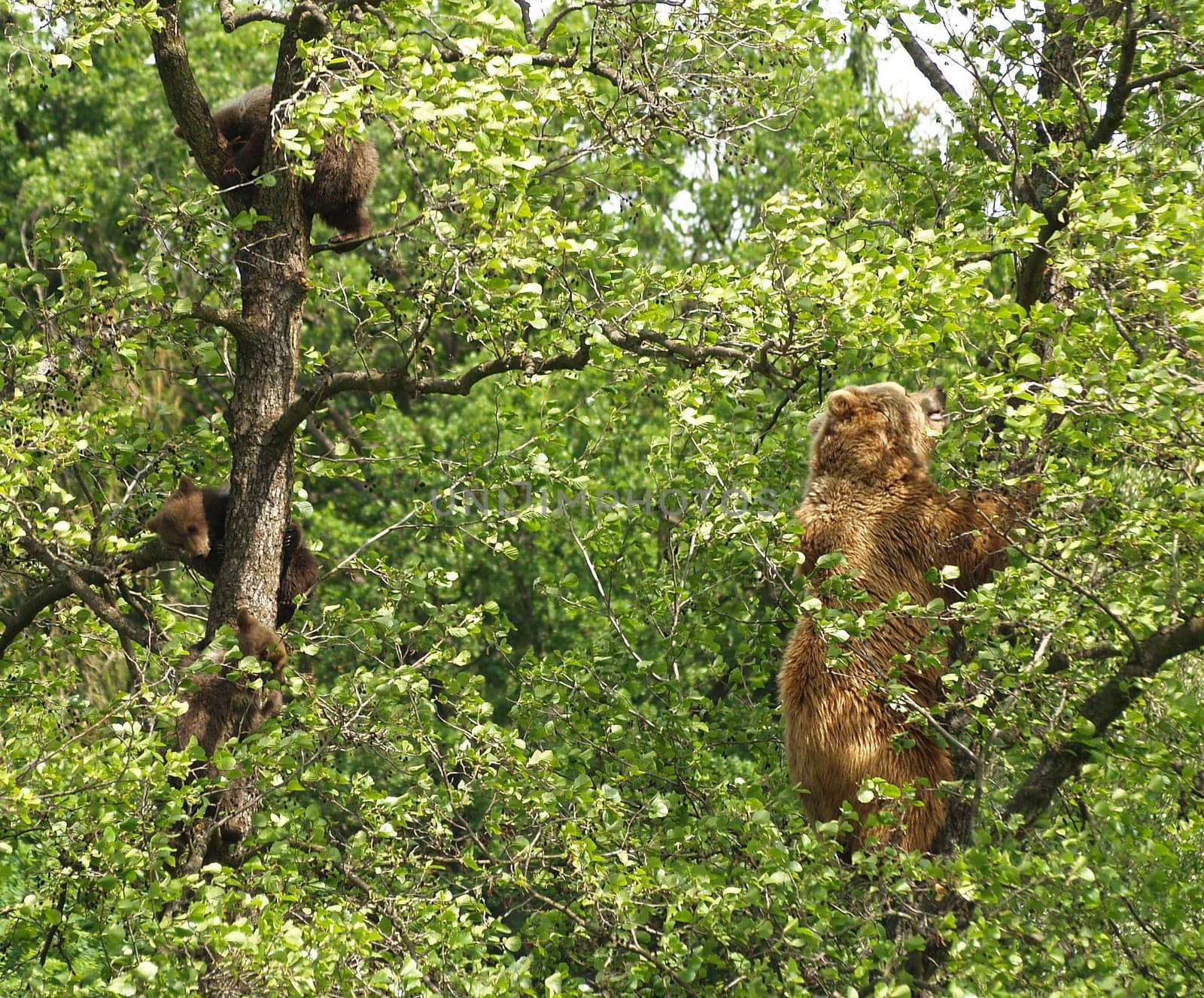 Berlin has Knut,Poing has brown bear mother Mia with her three daughters Maja,Mette and Molly. And the 3 little rascals sometimes keep their mother on her toes. In the left tree the 3 little ones and on the right the mommy,really works in XXL