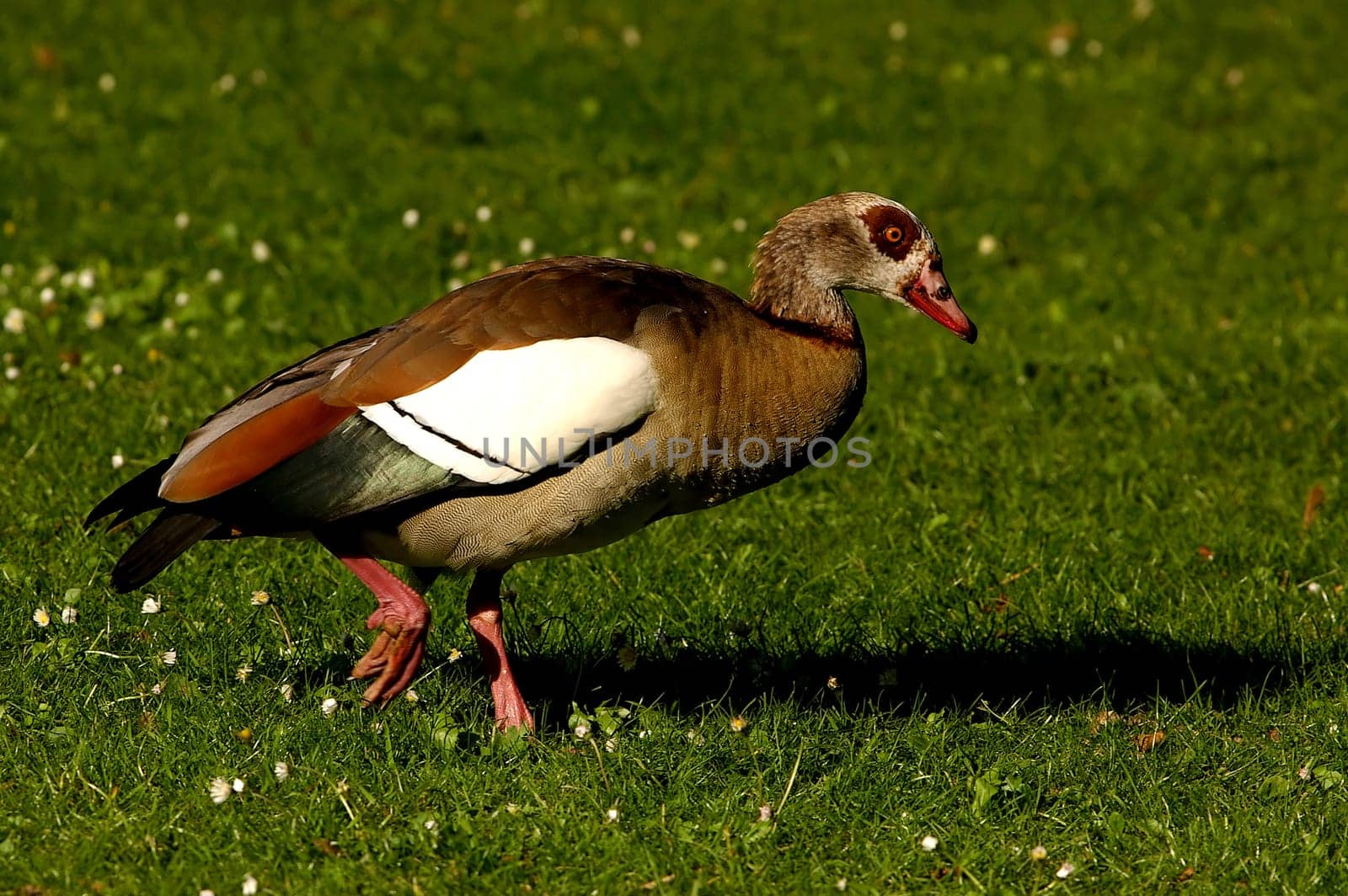 I don't waddle