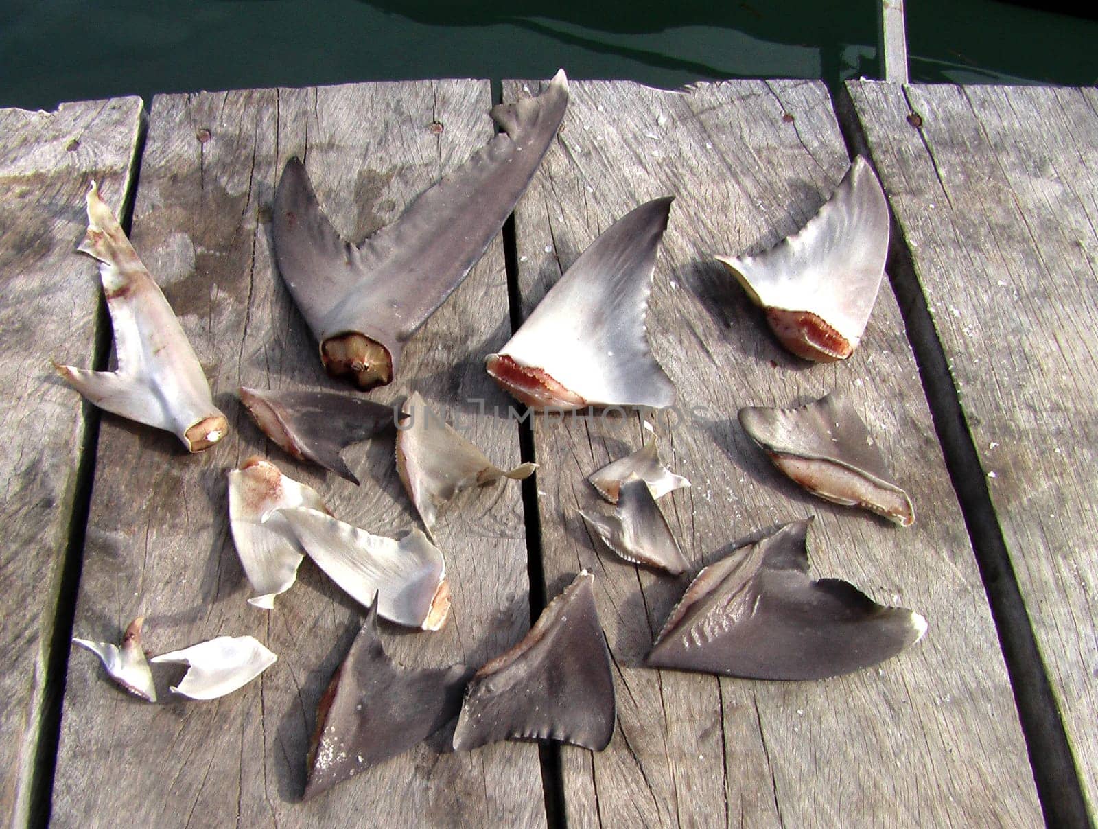 These cut-off fins belonged to a shark! Recorded in North Sulawesi. Although our diving area had 250 square kilometers of nature reserve,we saw such terrible pictures. The fins and tails of the sharks are cut off alive