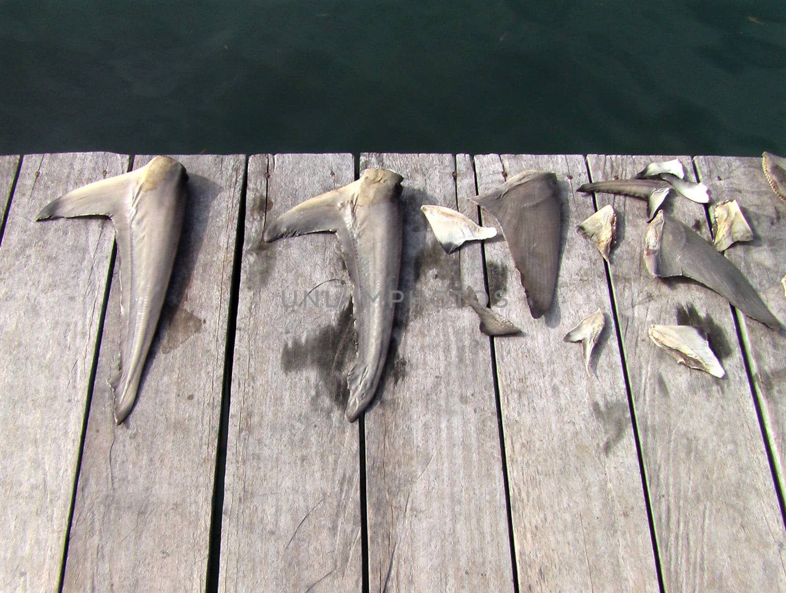 These cut-off fins belonged to a shark! Recorded in North Sulawesi. Although our diving area had 250 square kilometers of nature reserve,we saw such terrible pictures. The fins and tails of the sharks are cut off alive