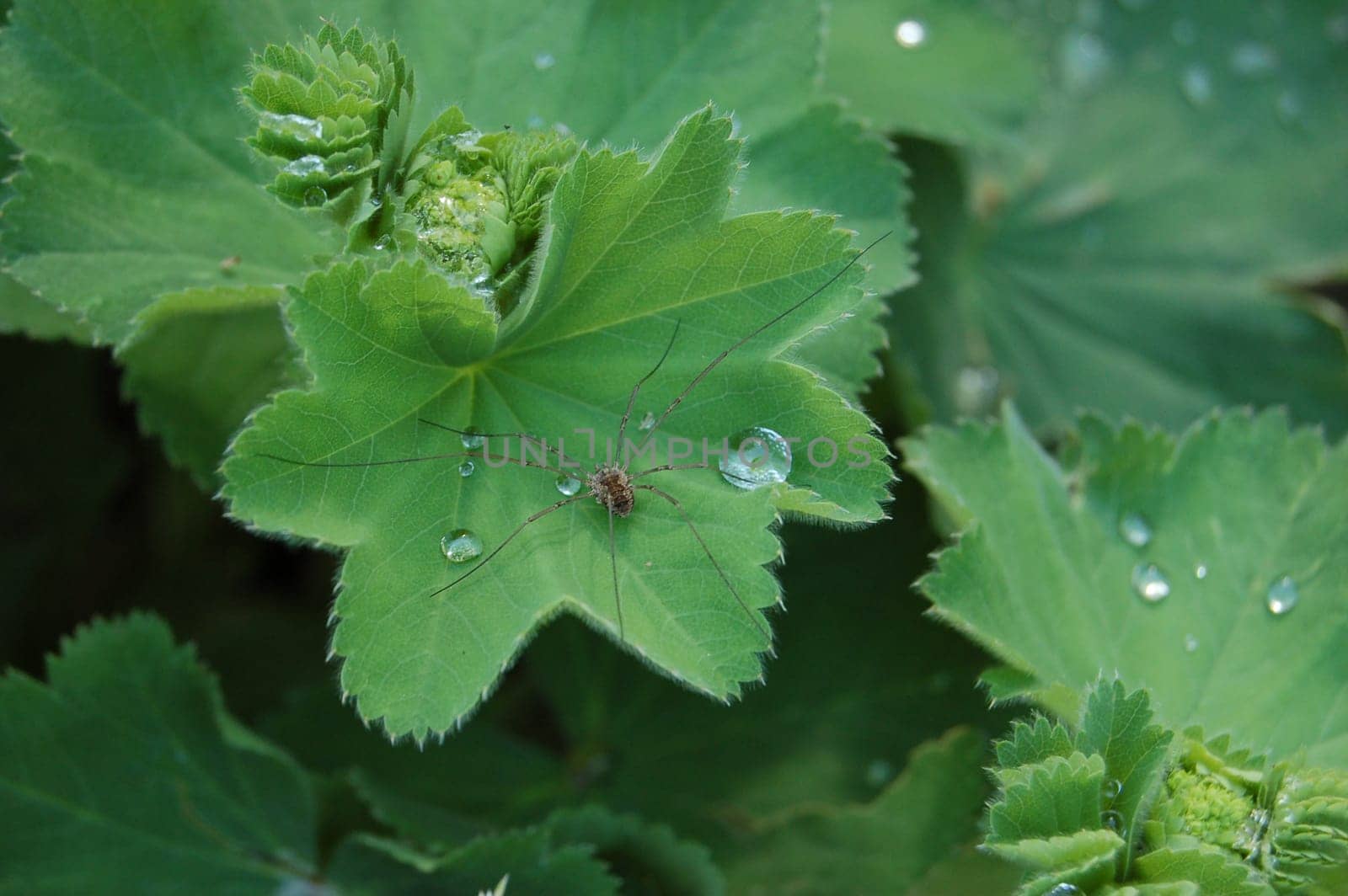 Alchemilla with weaver spider