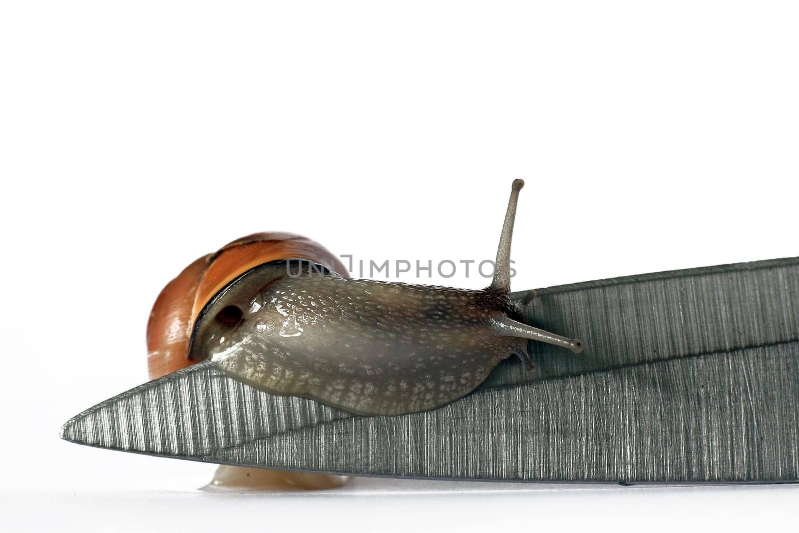 Many thanks to my stunt model + colleague :-) It was a great shoot with you! @all: No blood flowed during the recordings and no animals were harmed. Both snails are now back in their natural environment + enjoy