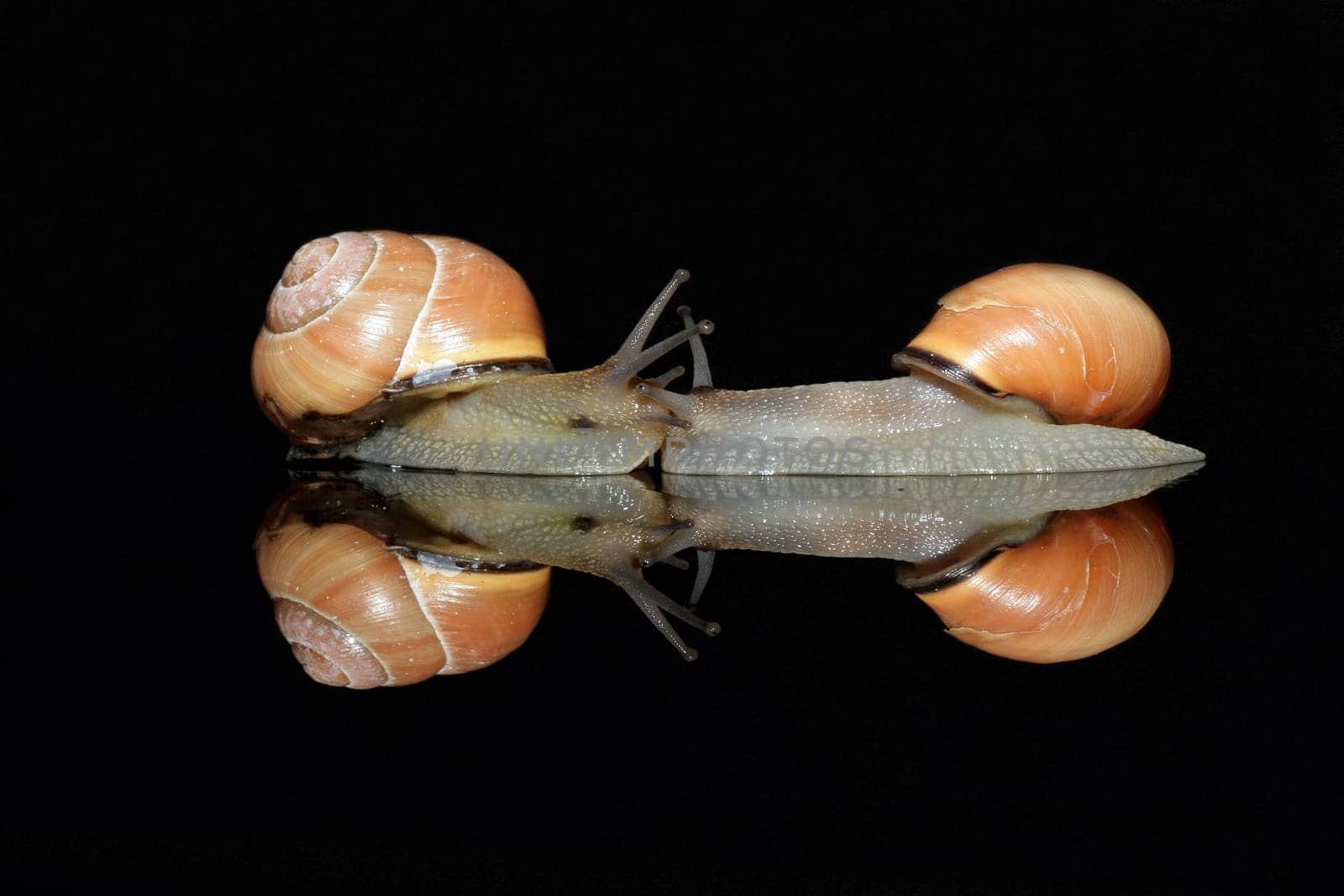 2 snails