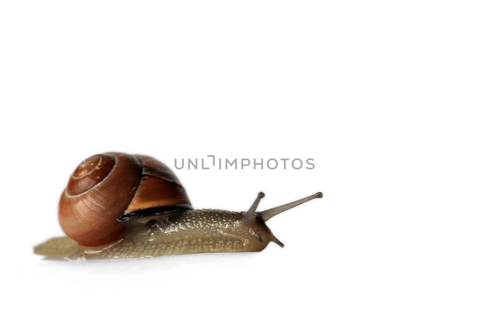 Snail