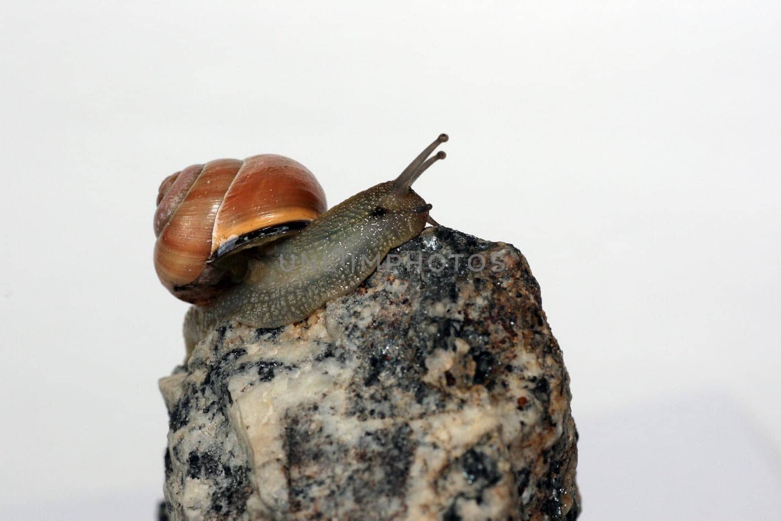 At the summit