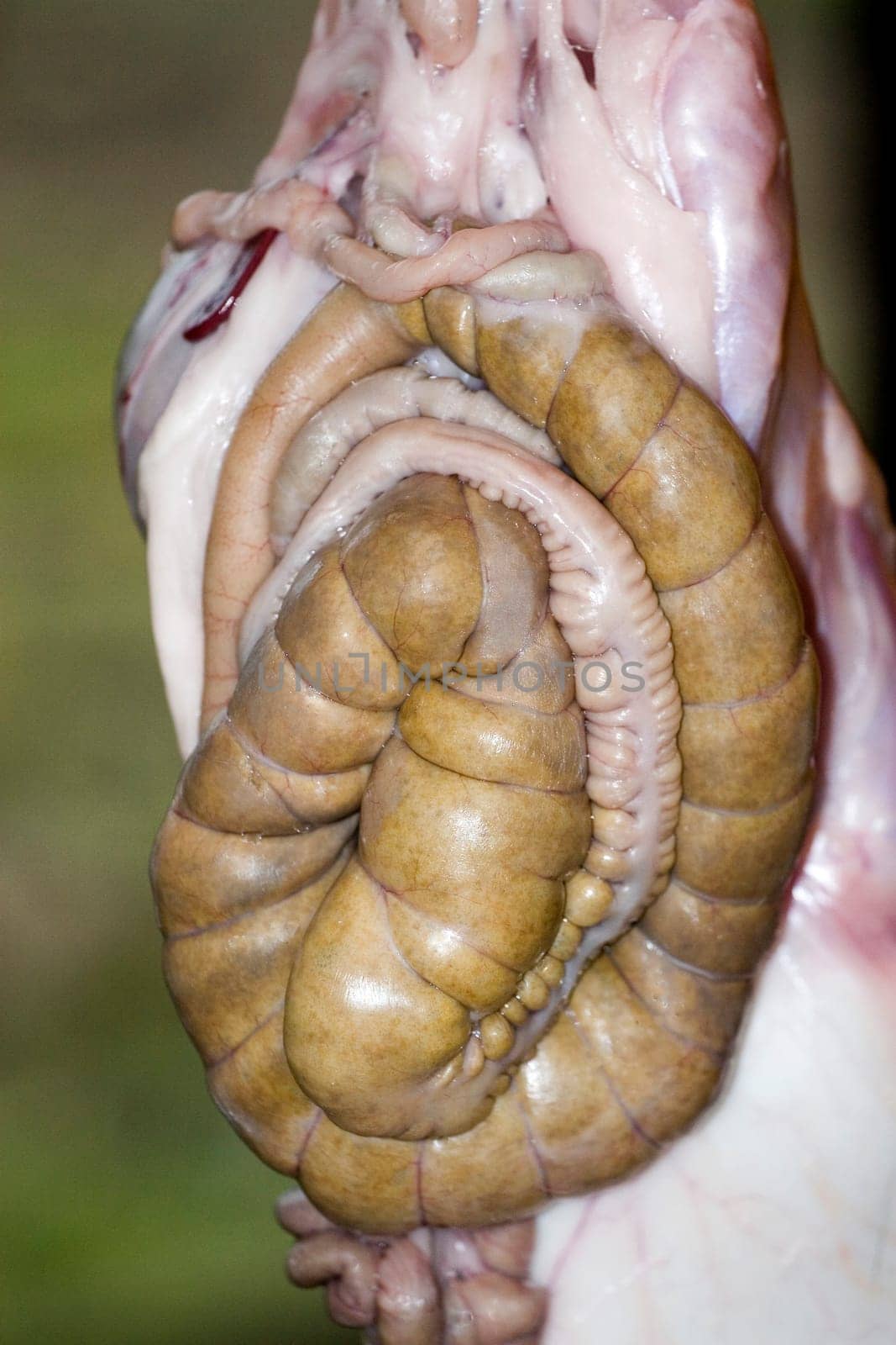Intestines of a rabbit