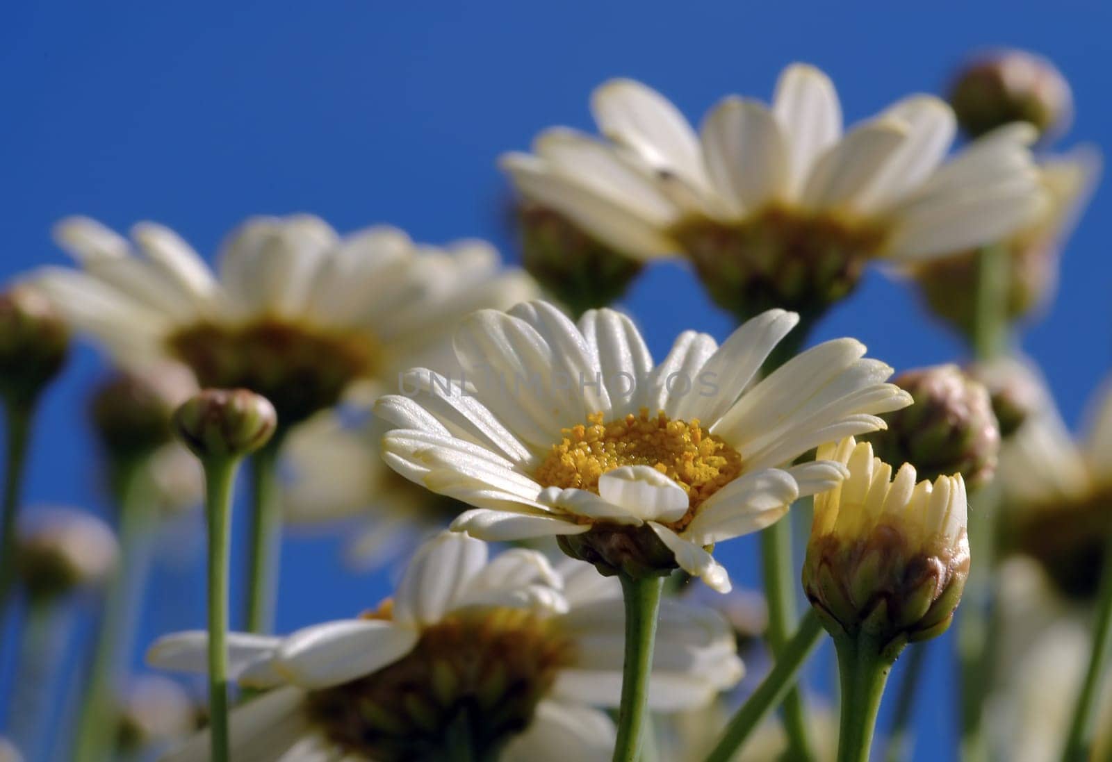 Wishing all the moms in the community a wonderful Mother's Day