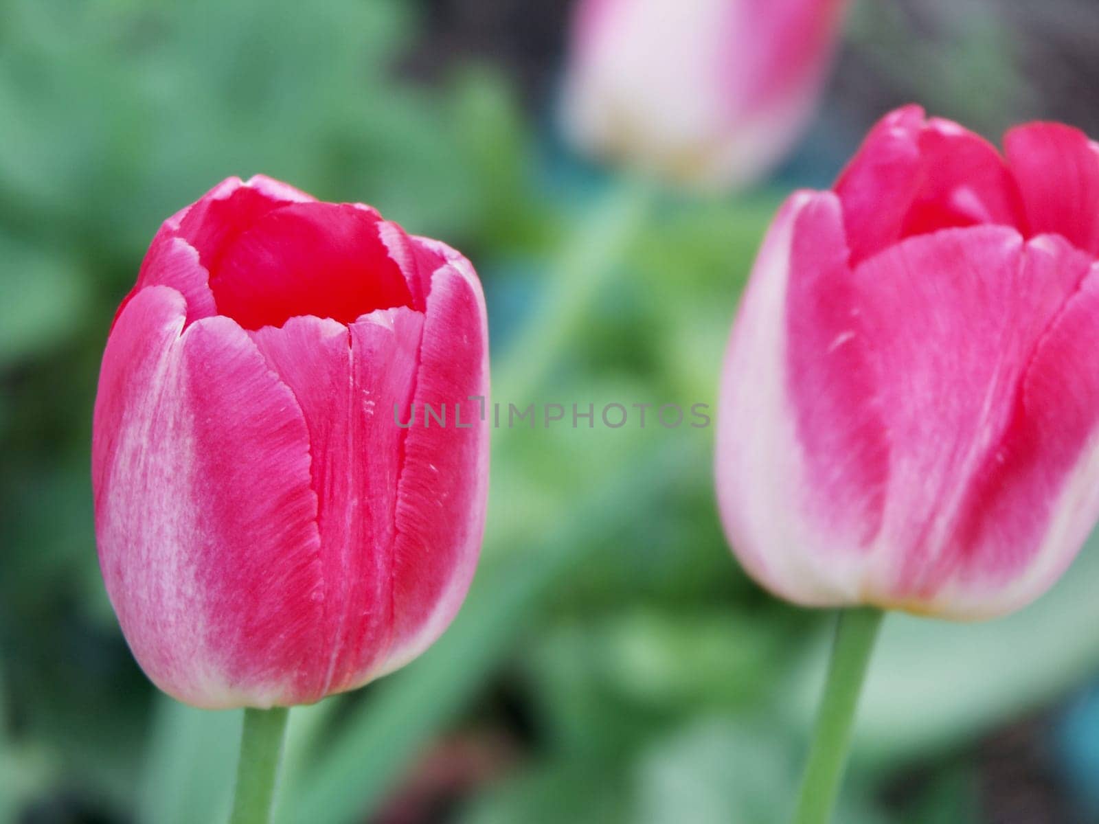 Tulip Blossoms,Tulipa