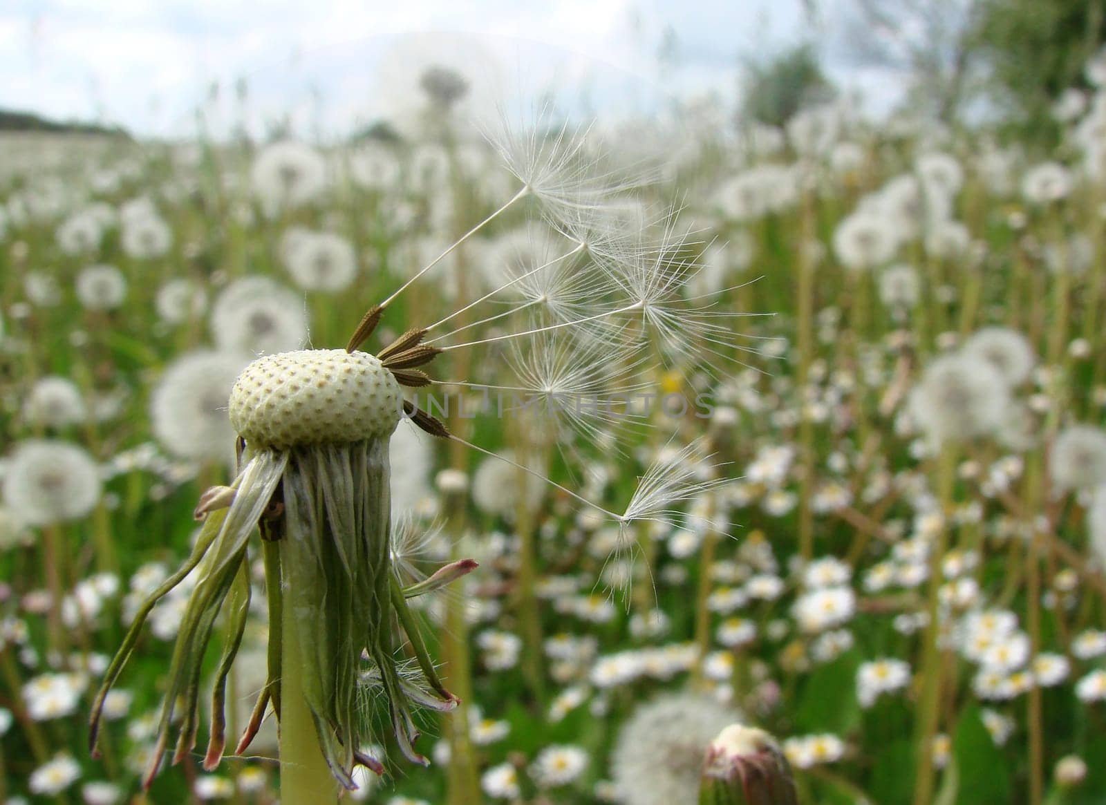 Dandelion