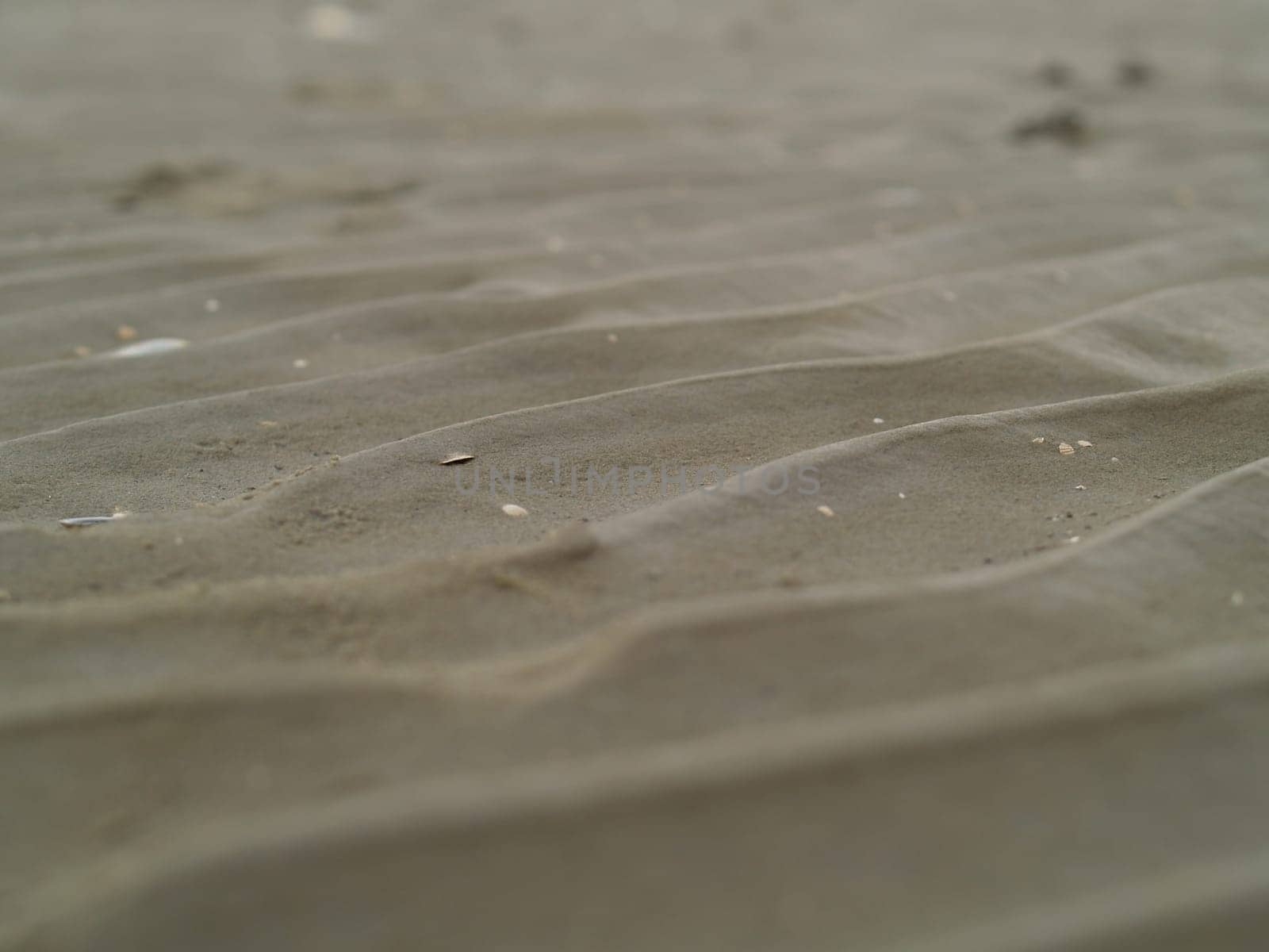 Wadden Sea