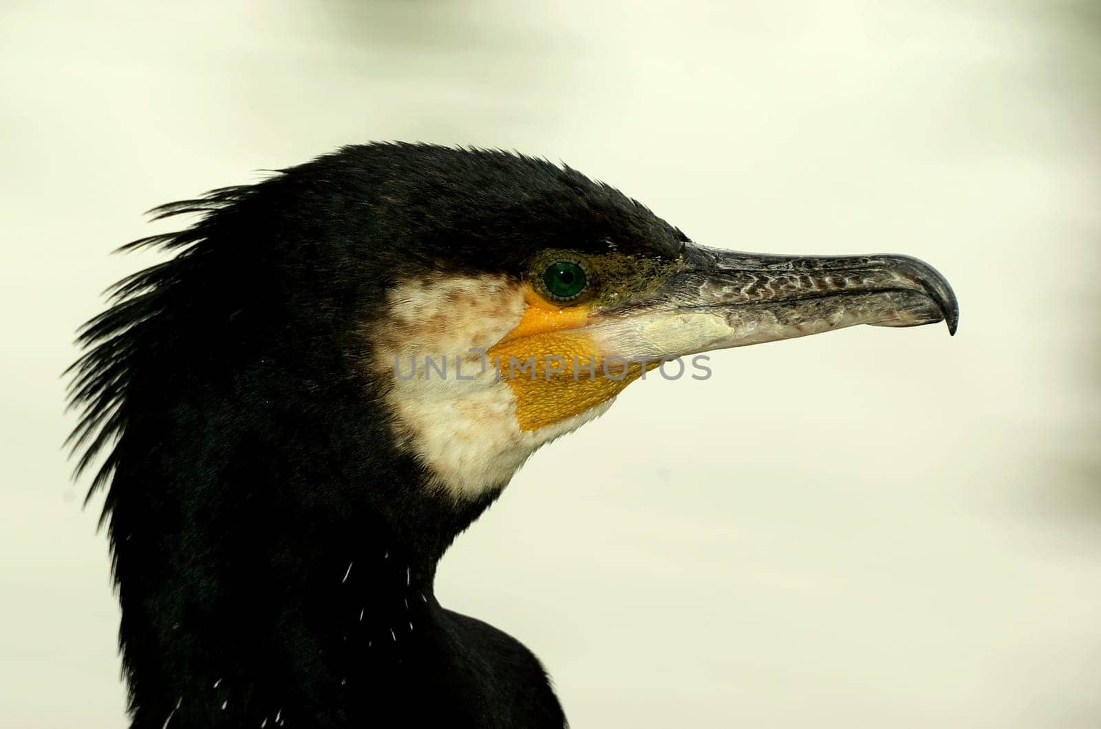 Phalacrocorax carbo