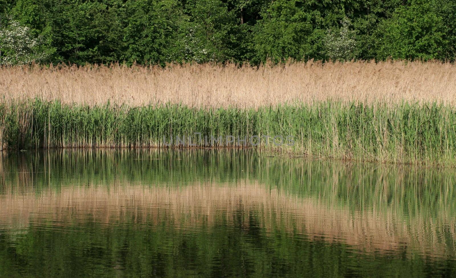 Excerpt from Wikipedia: The word reed comes from Old High German from the expression sciluf,which in turn was derived from the Latin word scirpus = rush. * On the one hand,as a synonym for reed beds,it refers to vegetation stands reed
