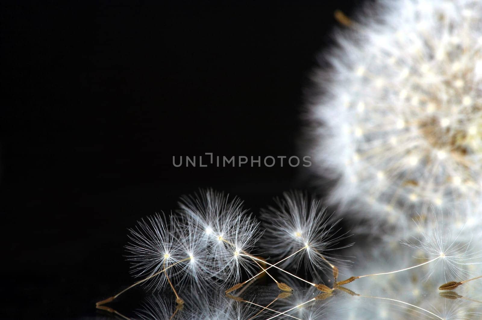 individual umbrellas of a dandelion flower with the same in the background.