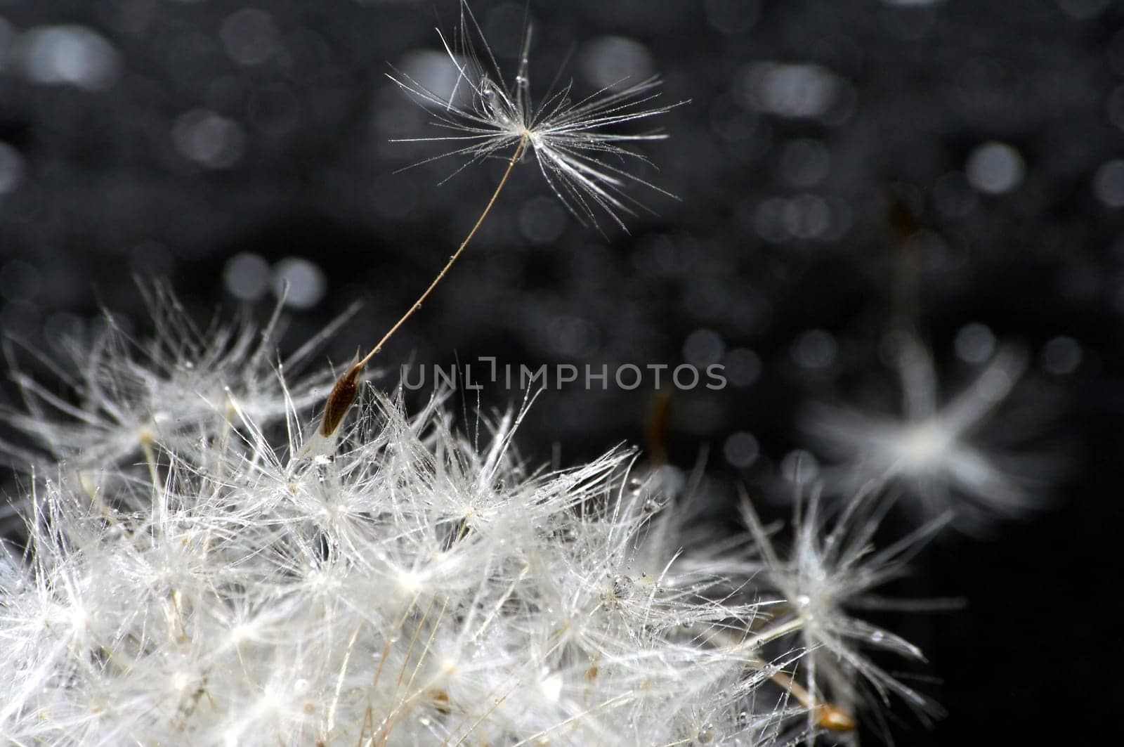 single umbrella stands on a dandelion wetted with water droplets.