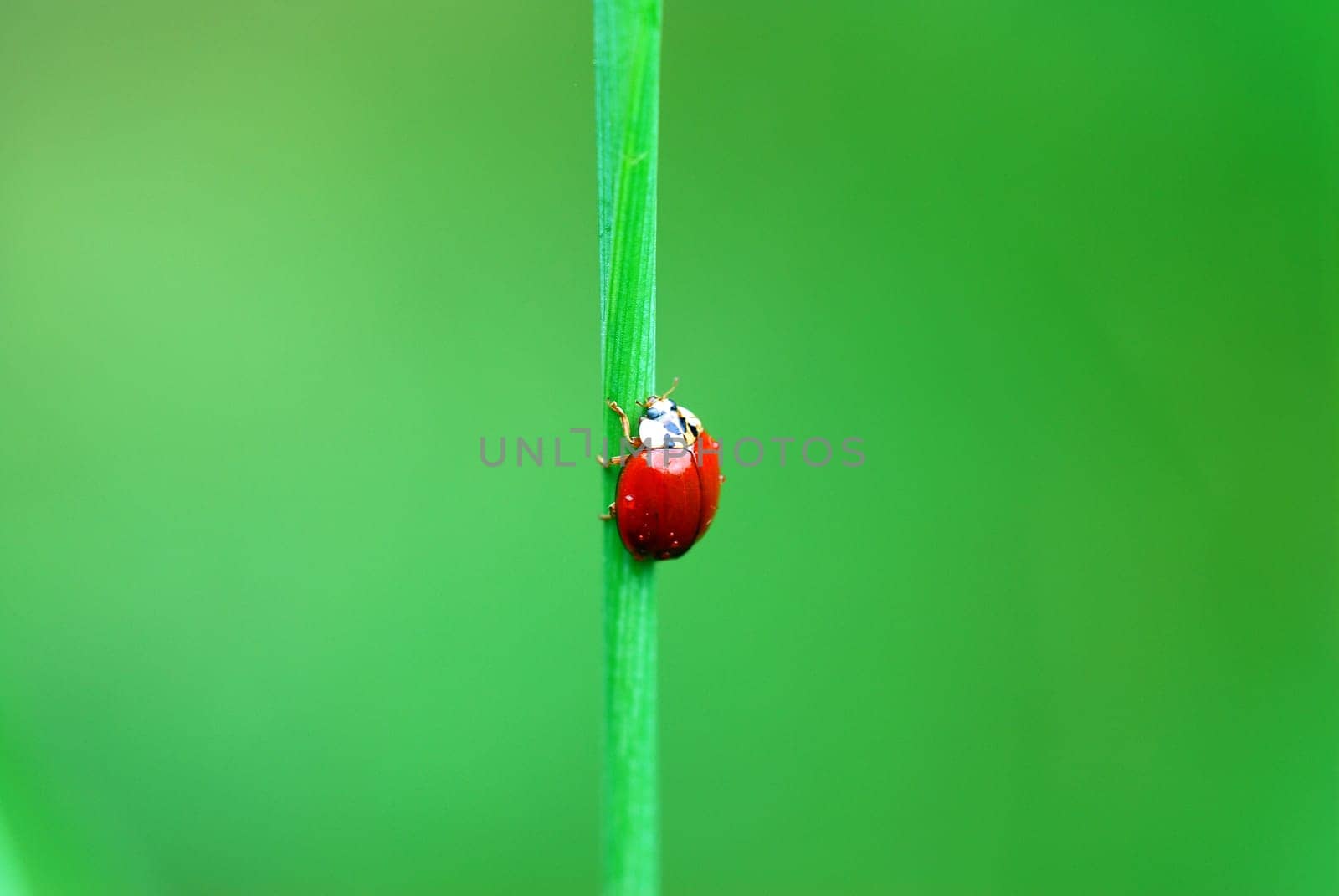 Ladybird