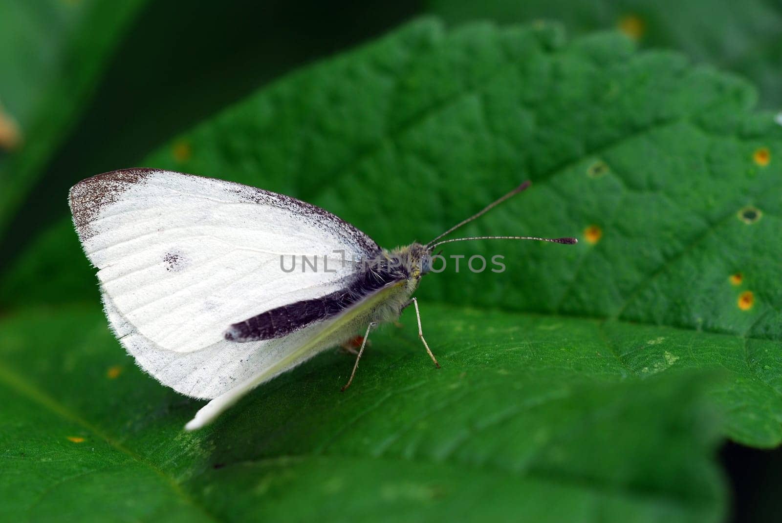 Cabbage white