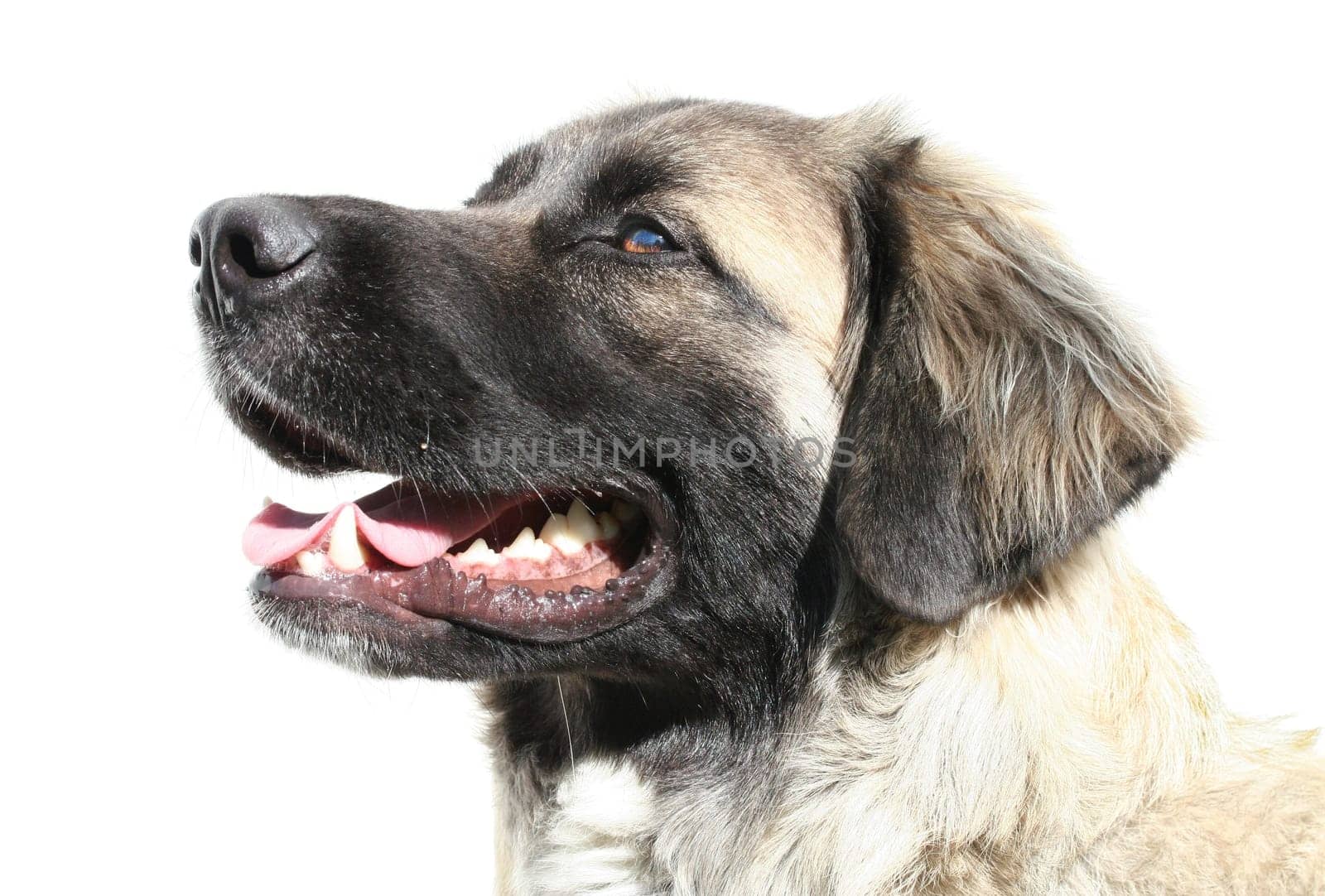 Leonberger