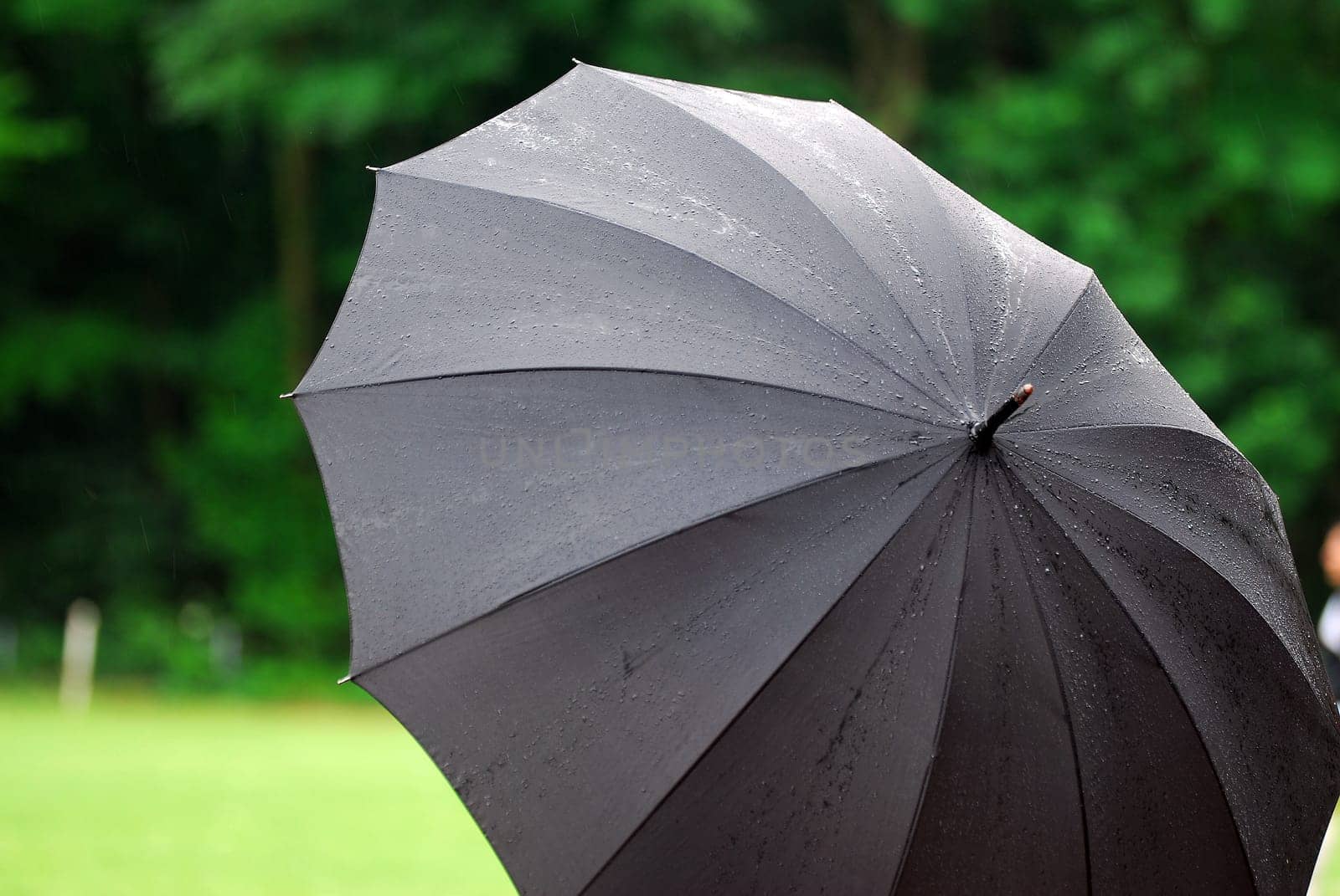 Umbrella