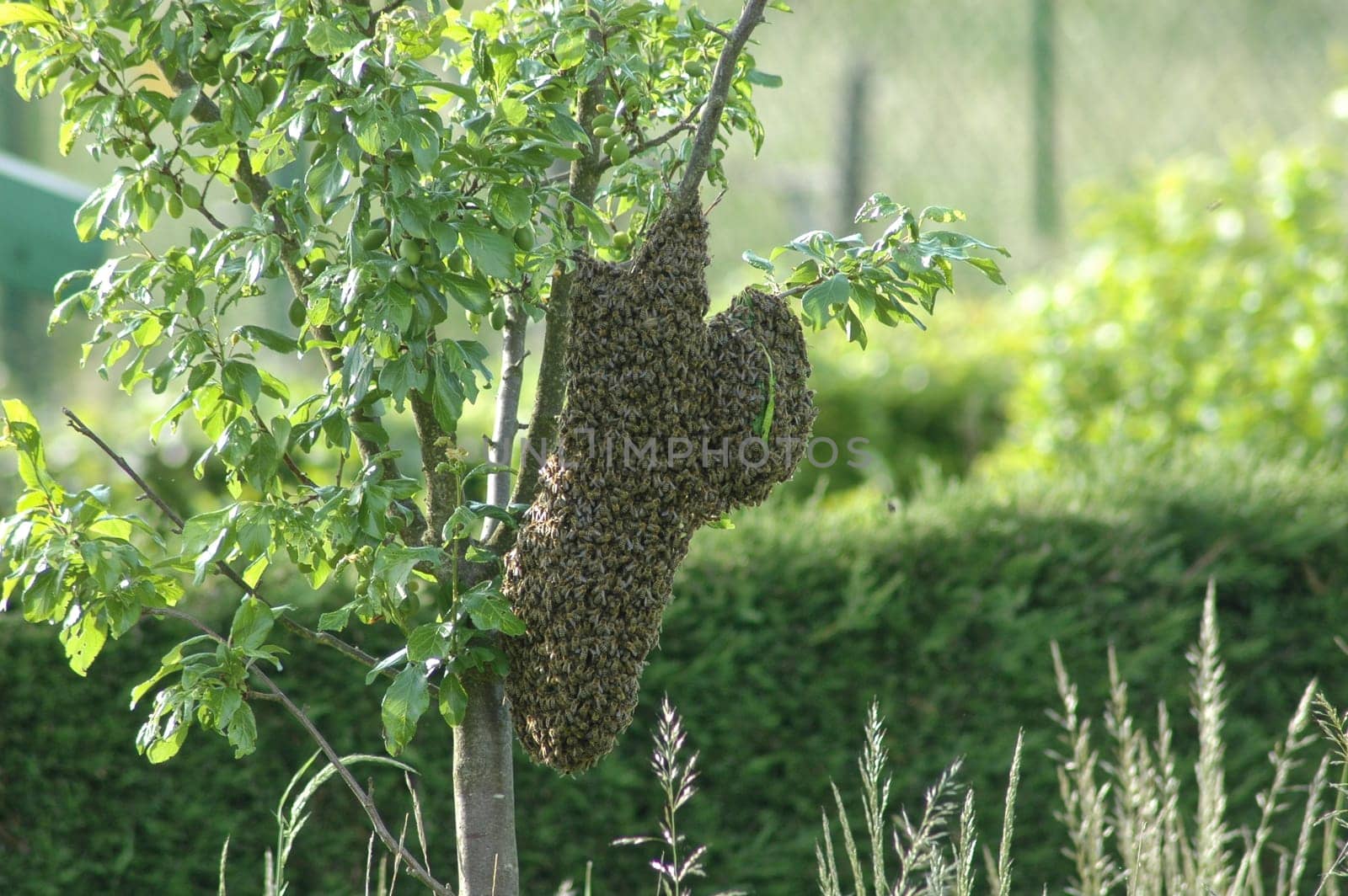 Bee colony