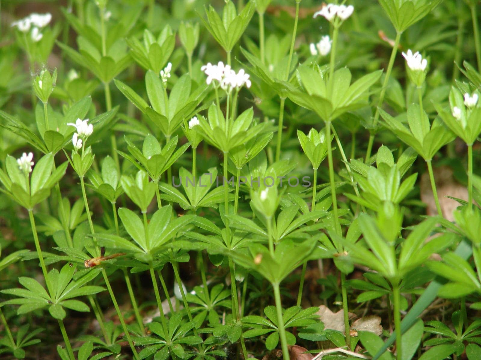 Woodruff