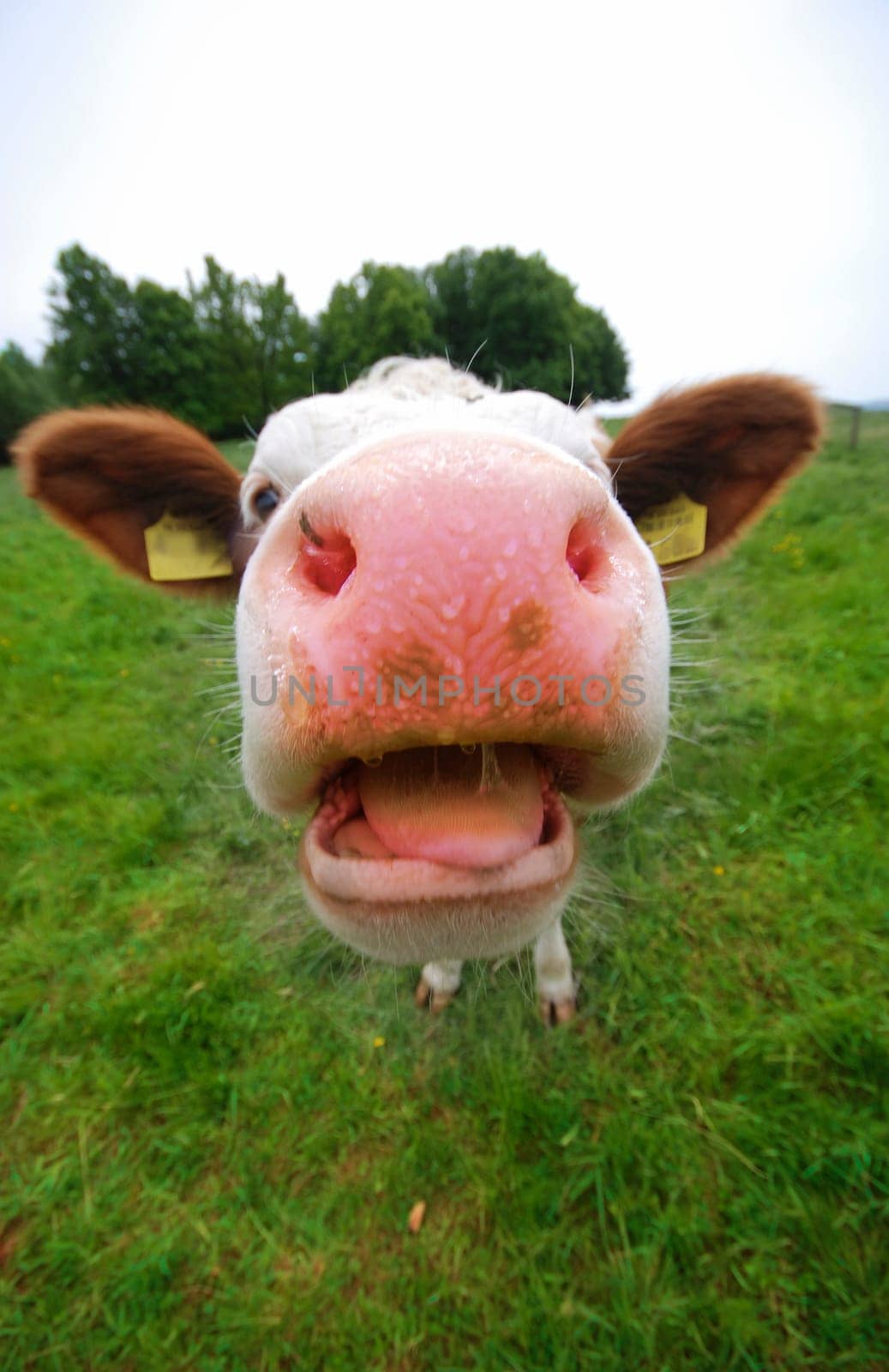 A cow
