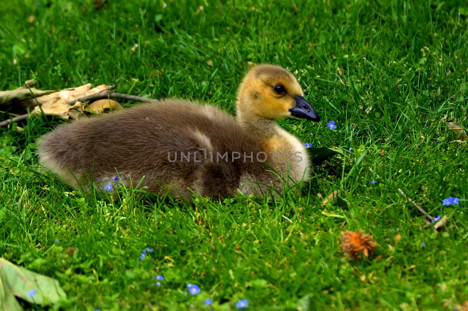 On the spring meadow