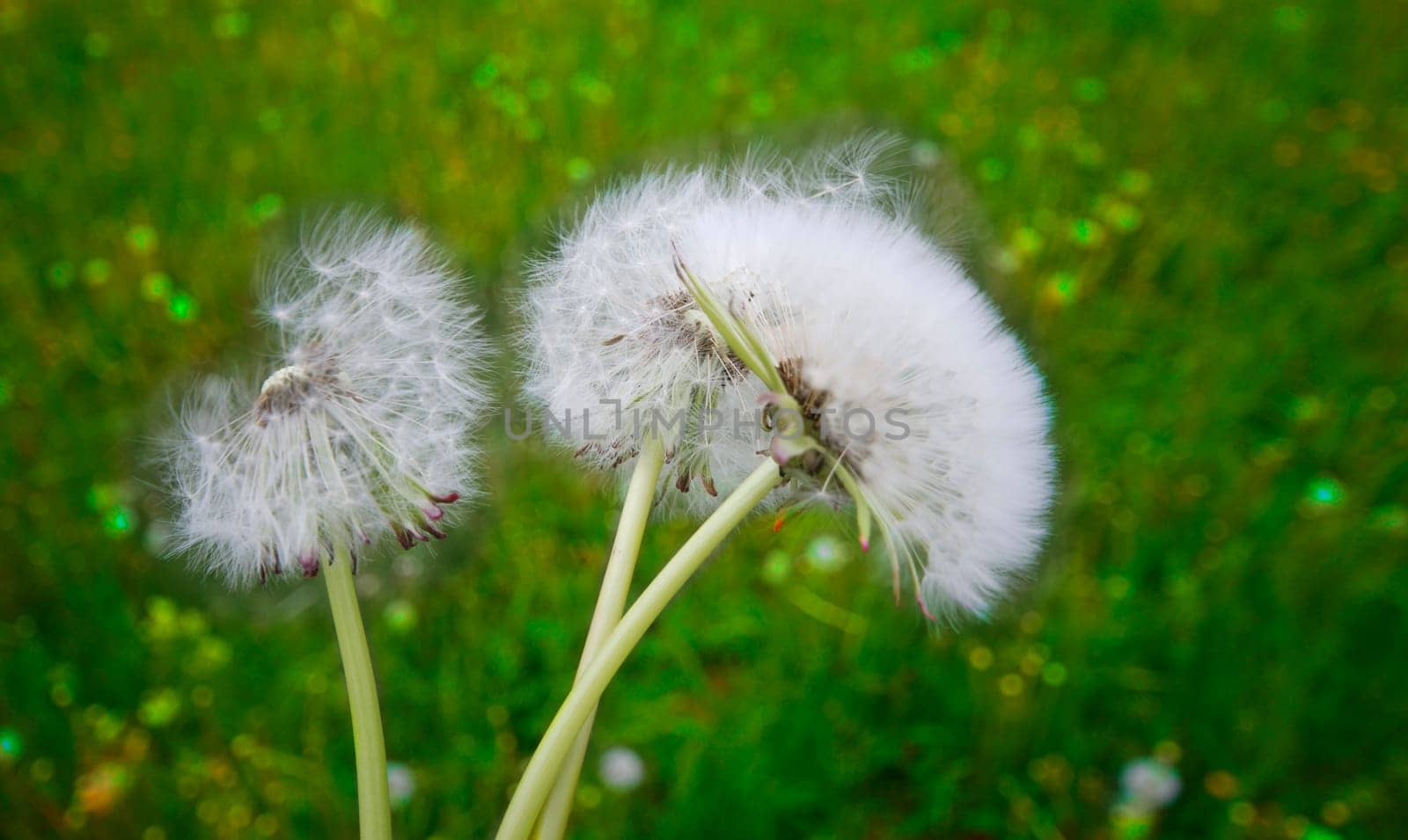 Dandelions